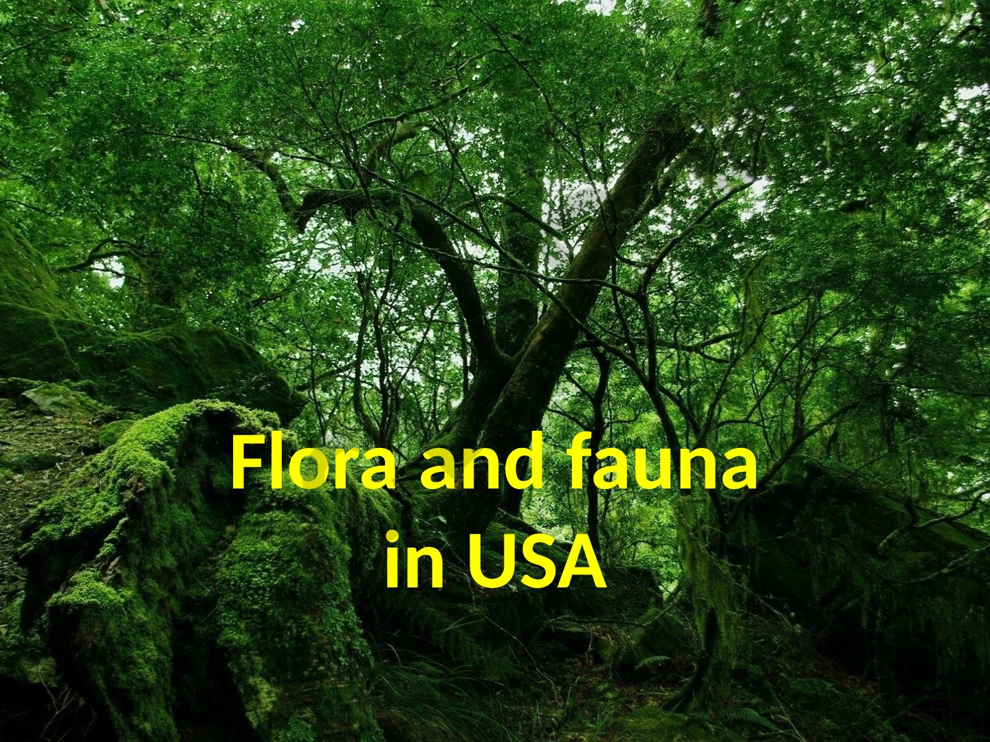 Flora and fauna in USA