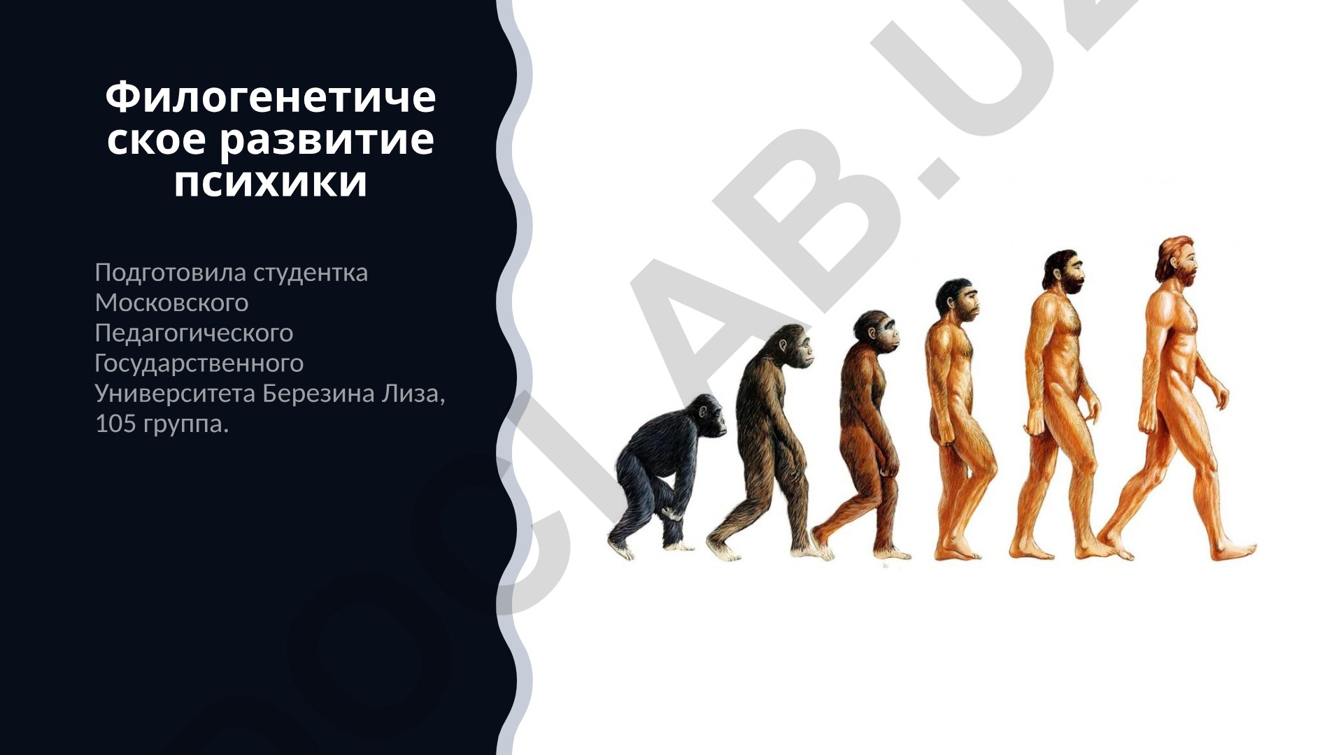 Филогенетическое развитие психики