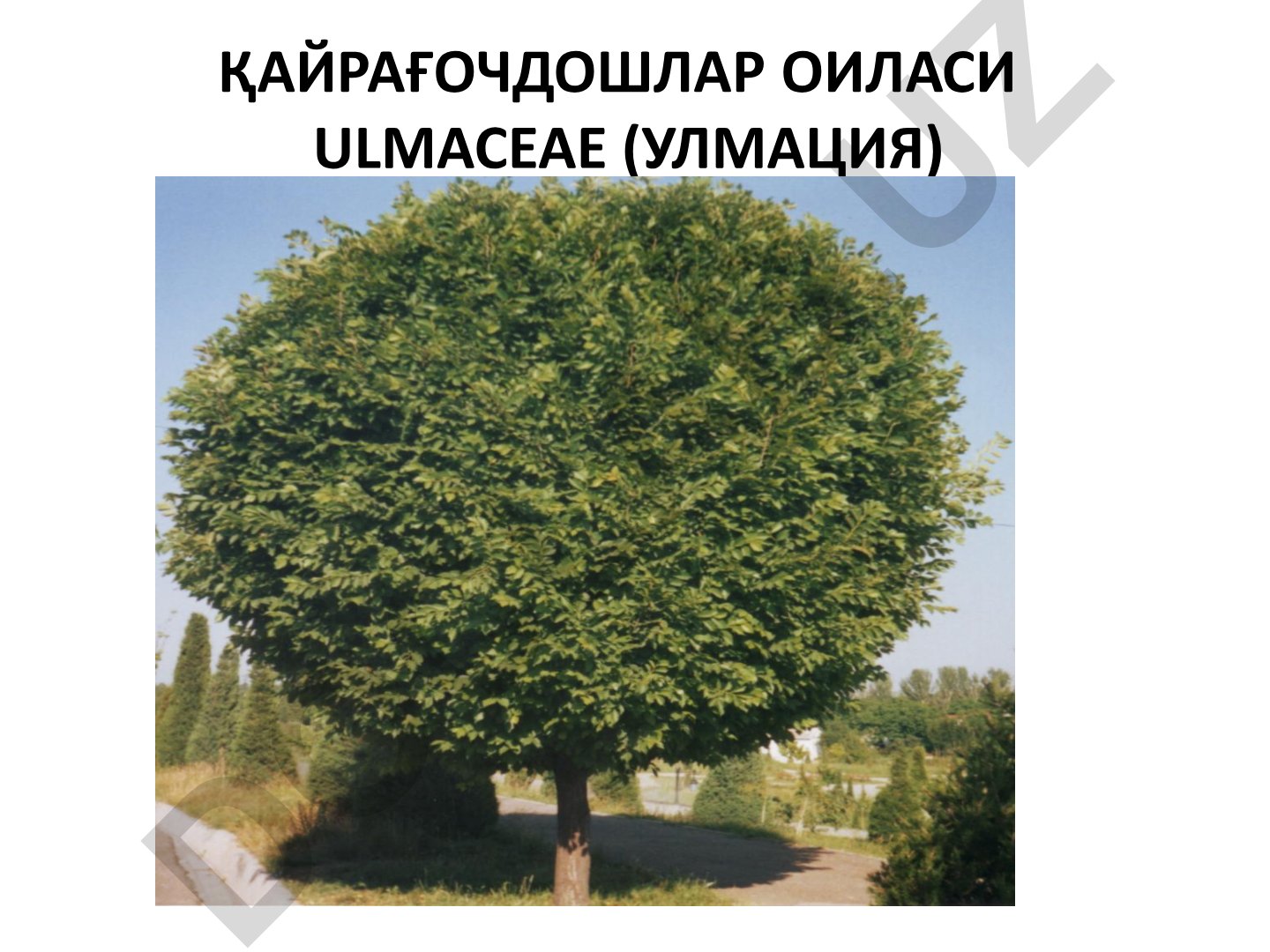 Қайрағочдошлар оиласи (Ulmaceae) ва турлари