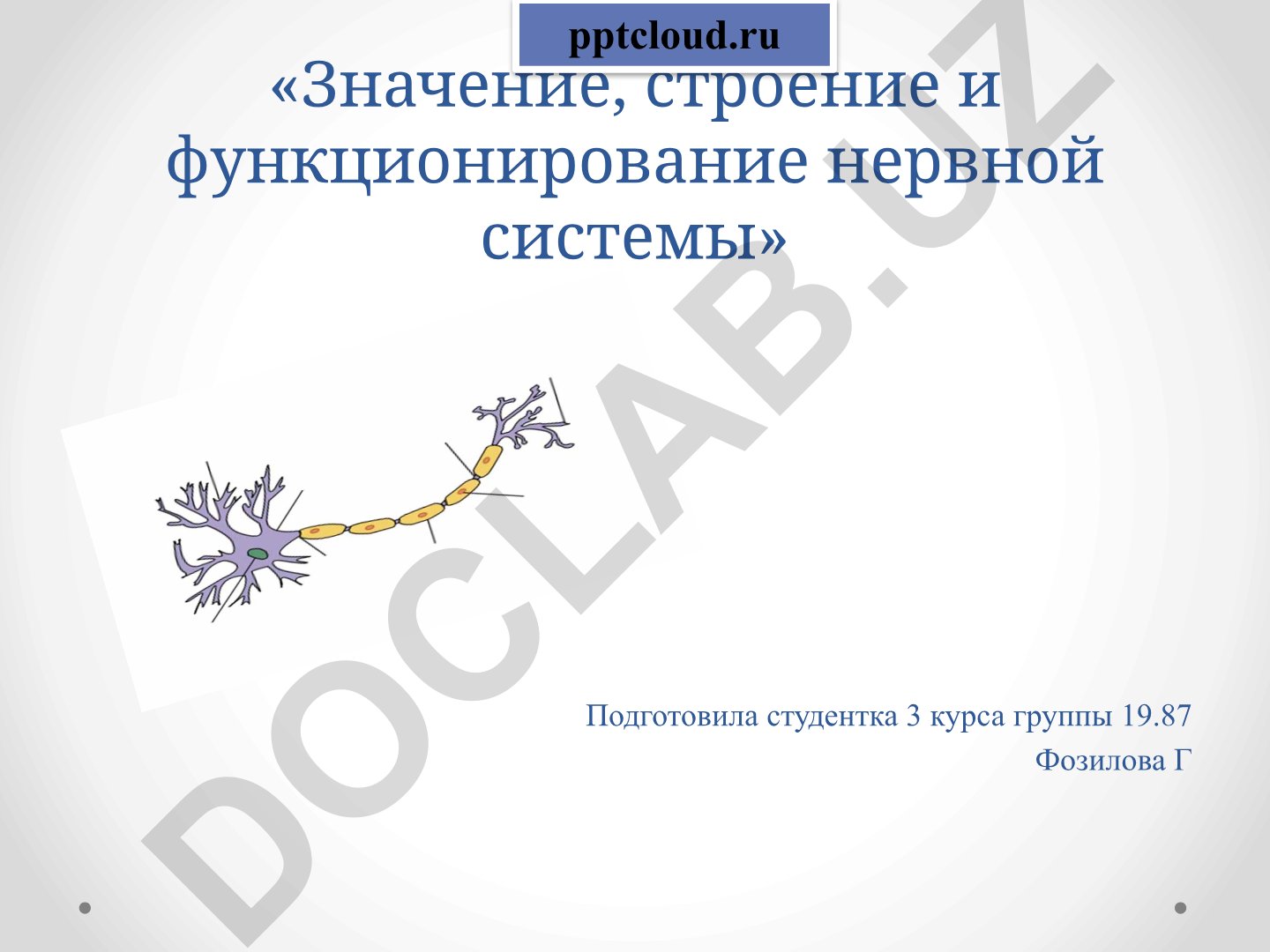 Значение, строение и функционирование нервной системы