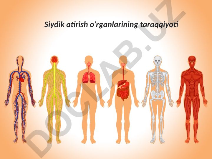 Siydik ayirish organlarining tuzilishi va funksiyasi