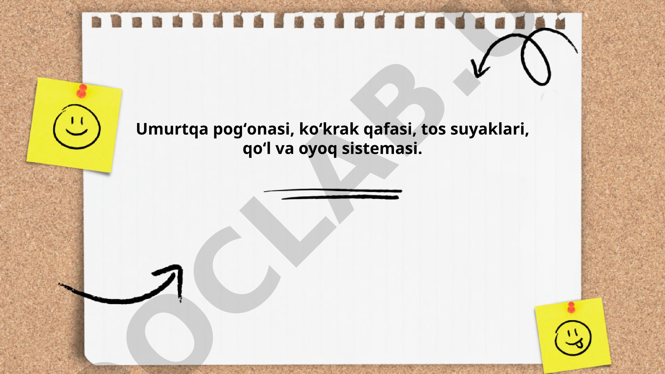 Umurtqa pogʻonasi, koʻkrak qafasi va tos suyaklari anatomiyasi