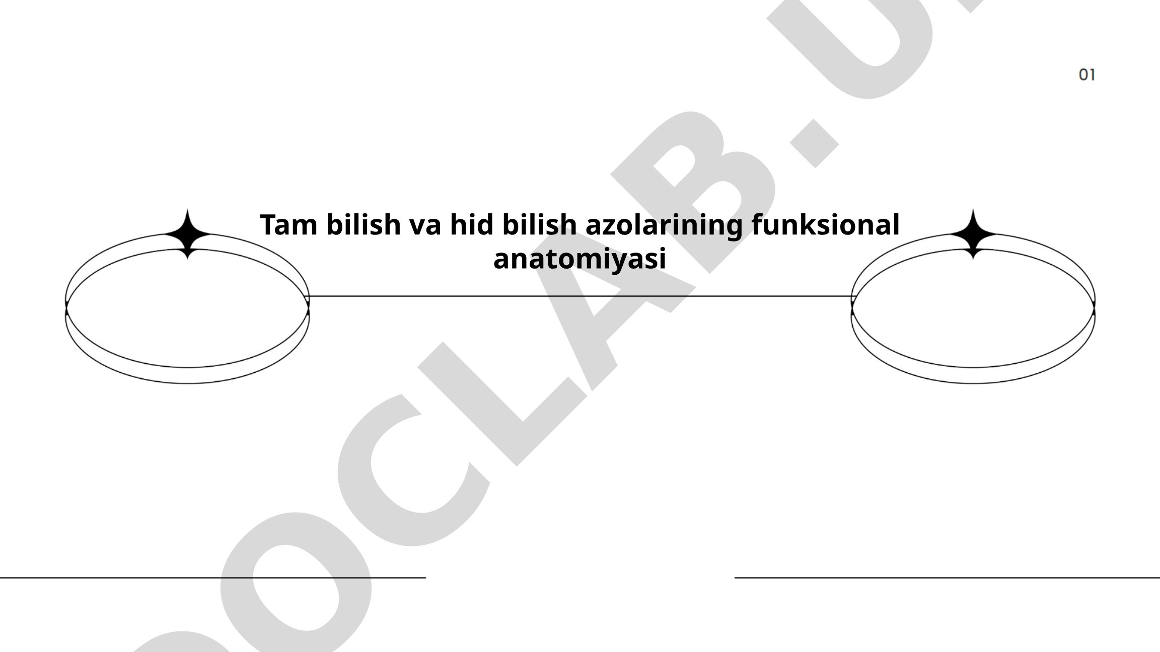 Tam bilish va hid bilish azolarining funksional anatomiyasi