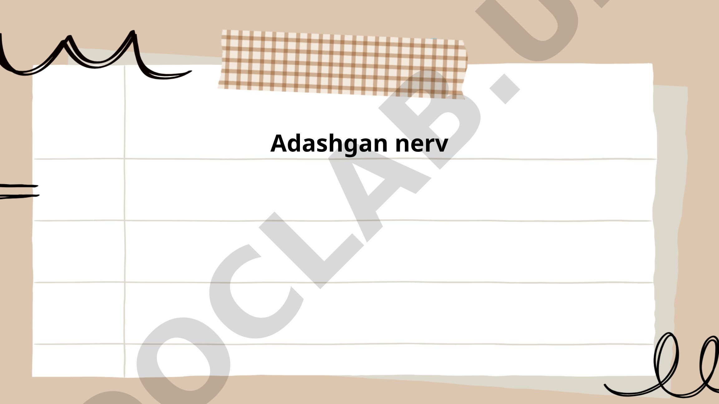 Adashgan nerv anatomiyasi, funksiyalari va kasalliklari