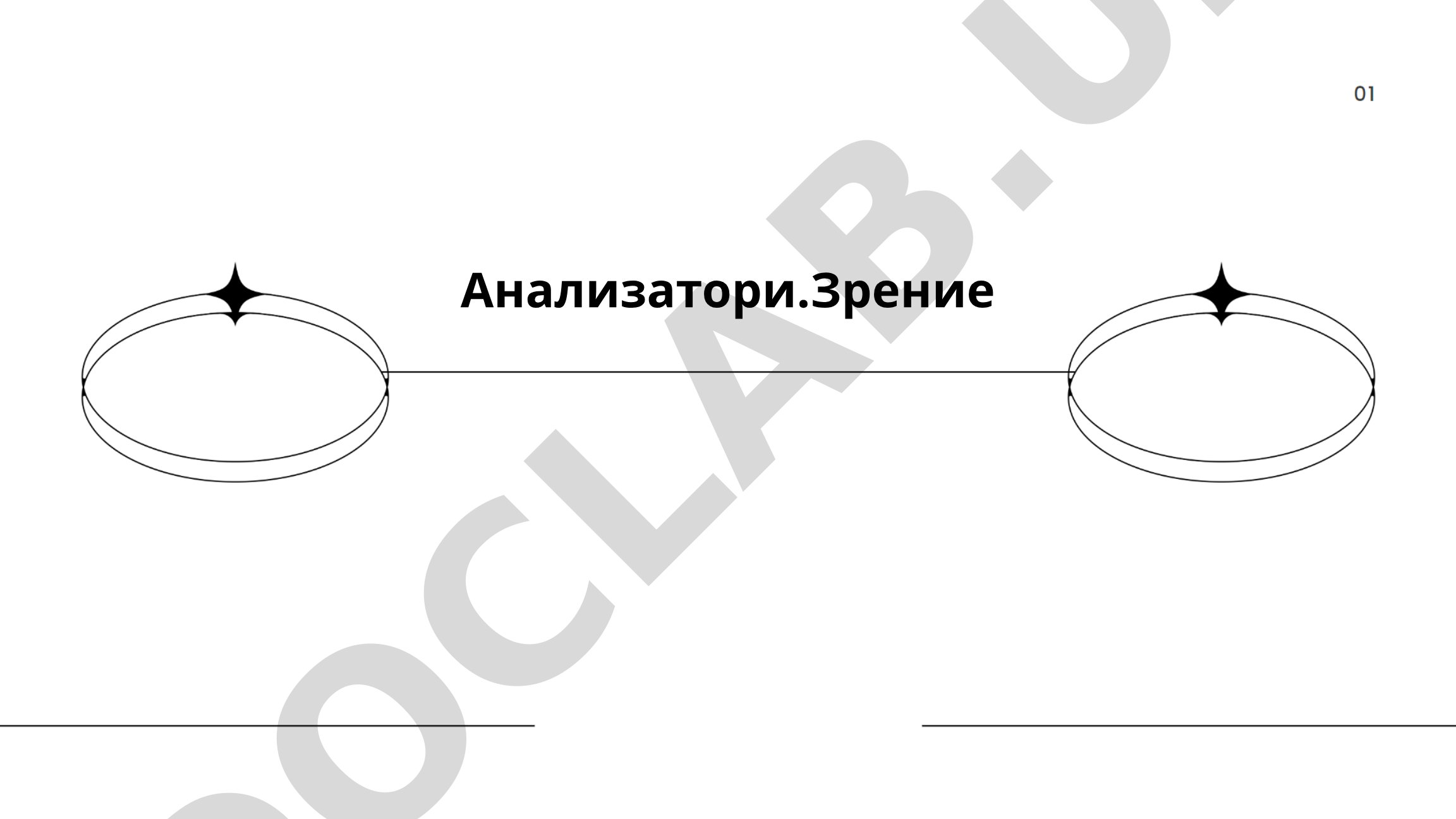 Структура и функции зрительных анализаторов человека