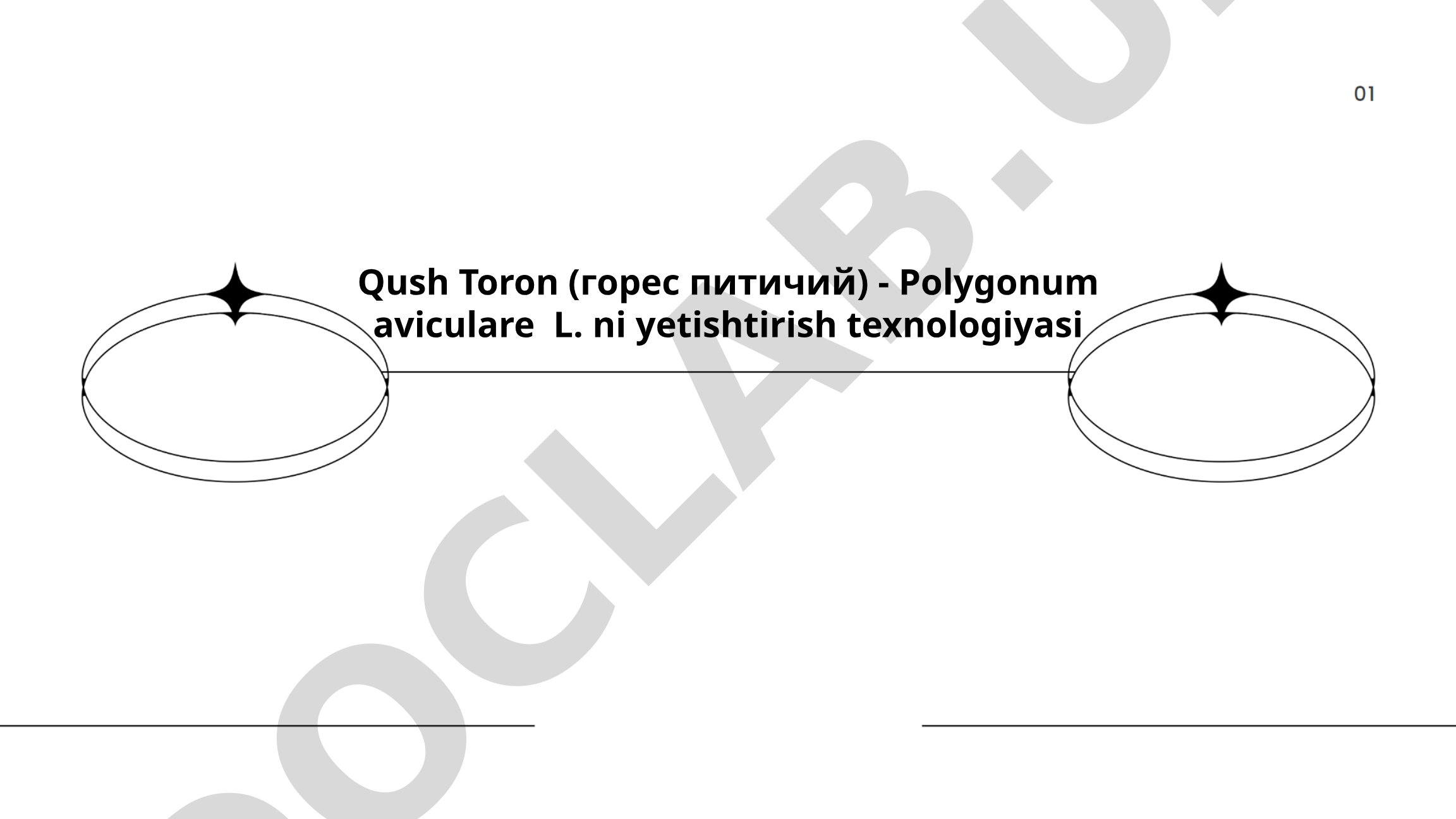 Qush Toron (Polygonum aviculare L.) ni yetishtirish texnologiyasi