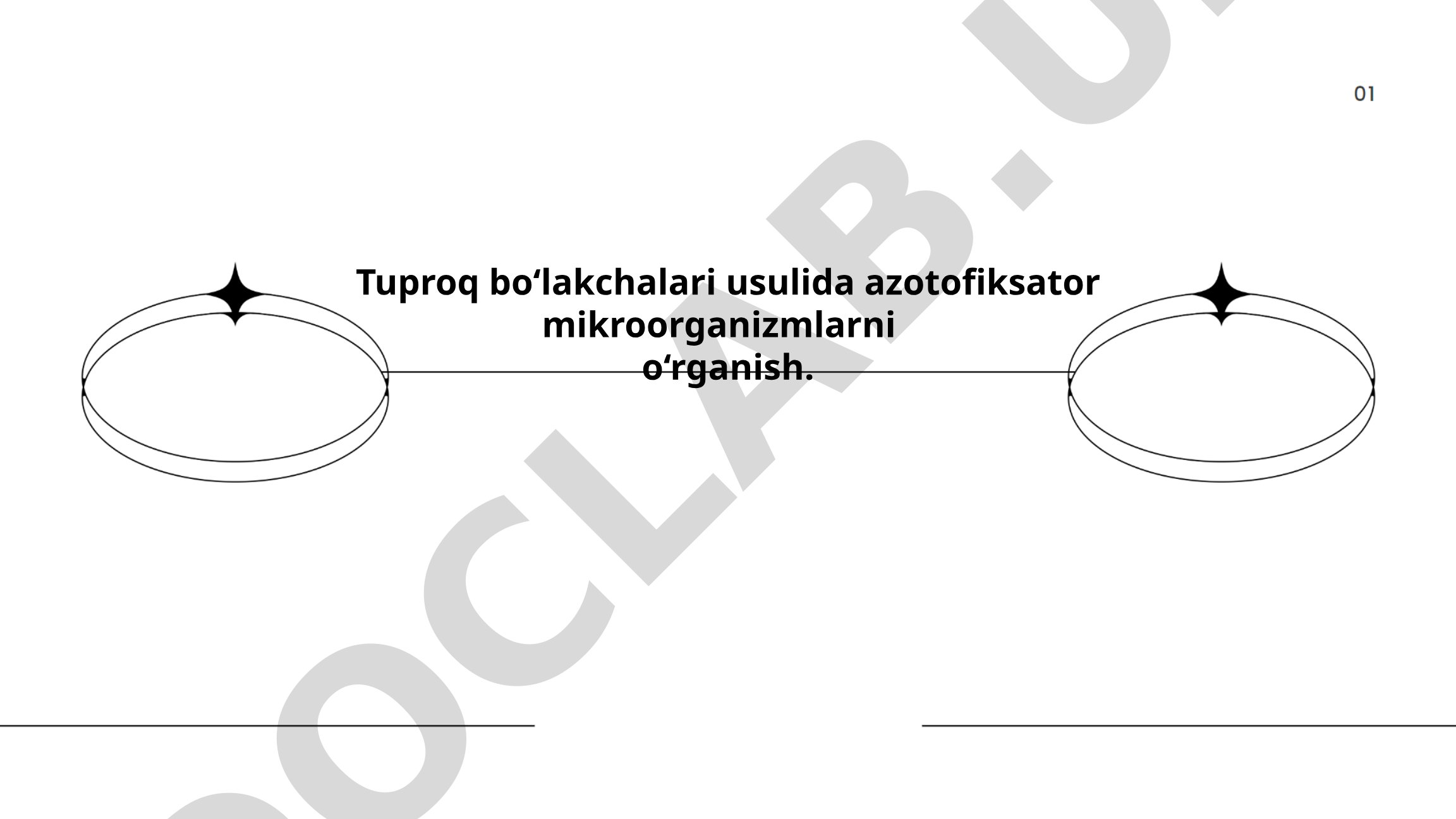 Tuproq bo‘lakchalari usulida azotofiksator mikroorganizmlarni o‘rganish