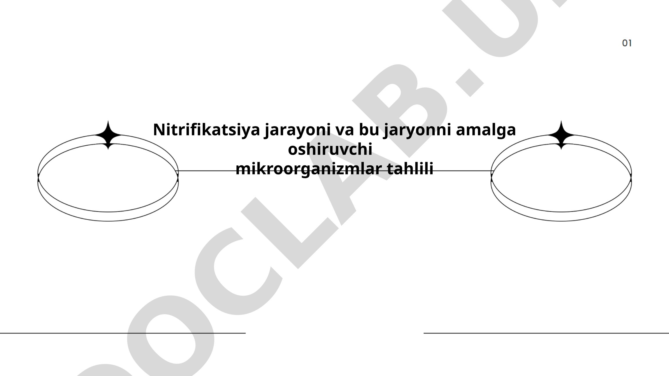 Nitrifikatsiya jarayoni va mikroorganizmlar tahlili
