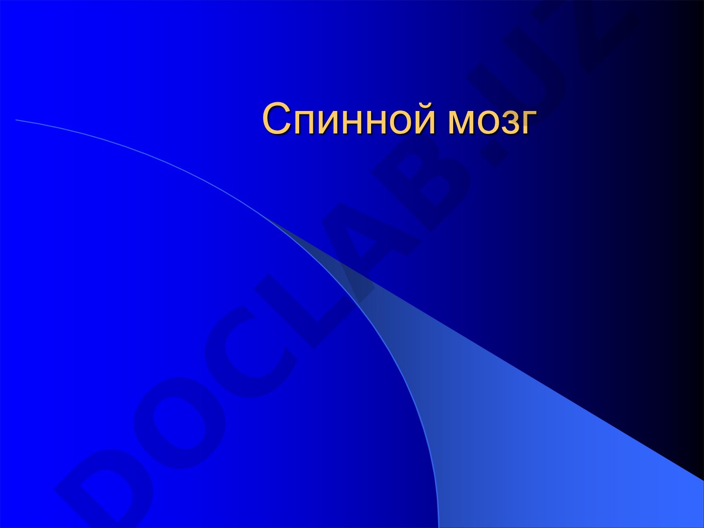 Спинной мозг: строение и функции