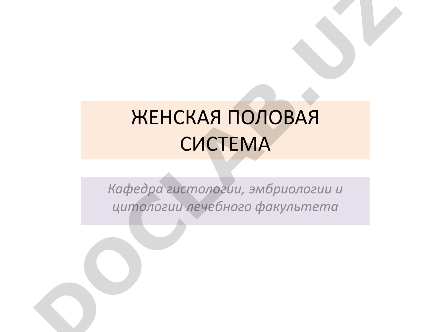 Женская половая система: маточная труба и матка