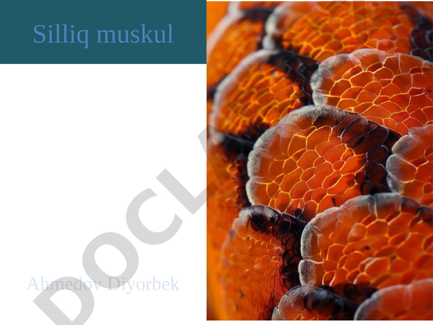 Silliq mushakning tuzilishi va xususiyatlari