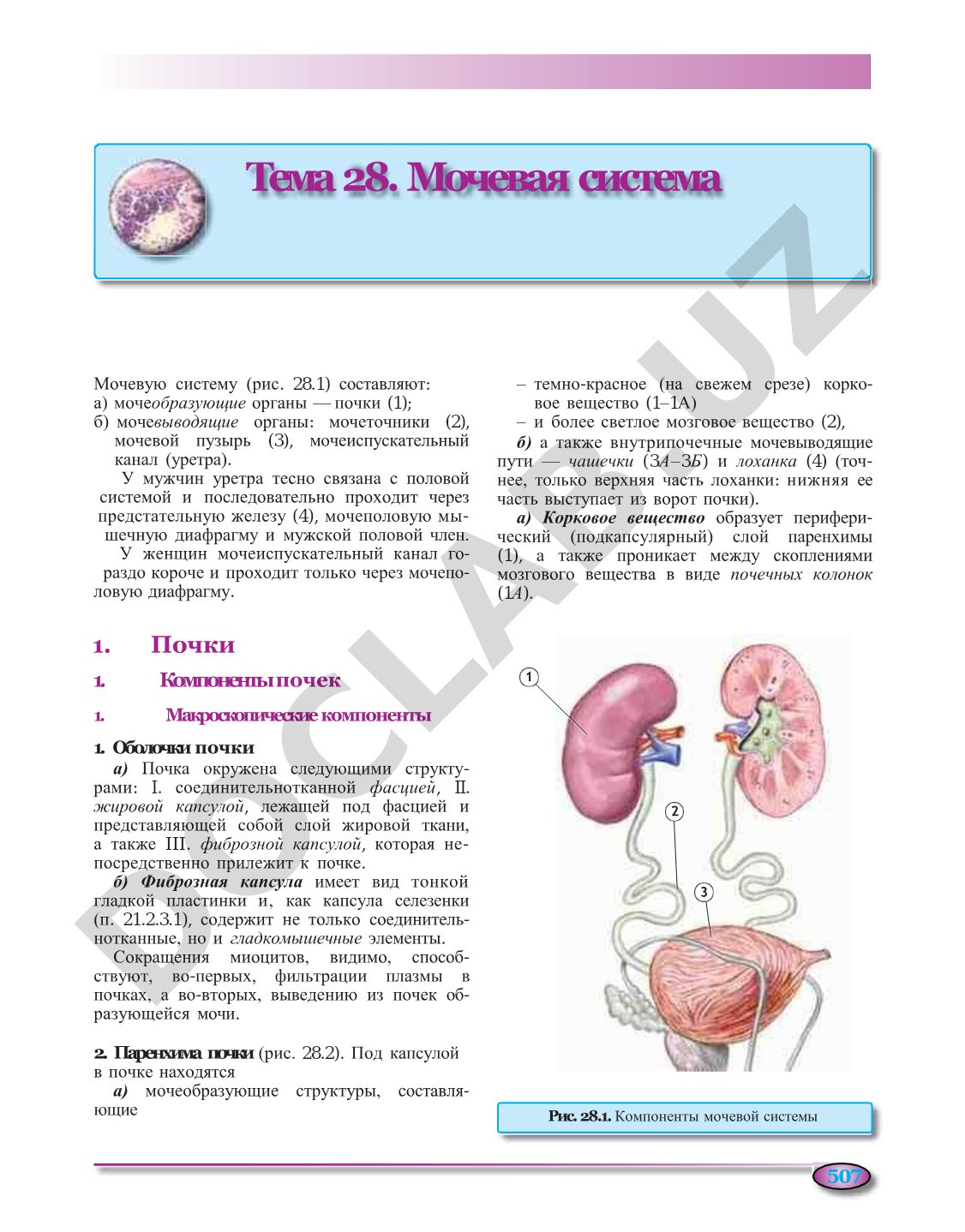 Мочевая система человека: строение и функции