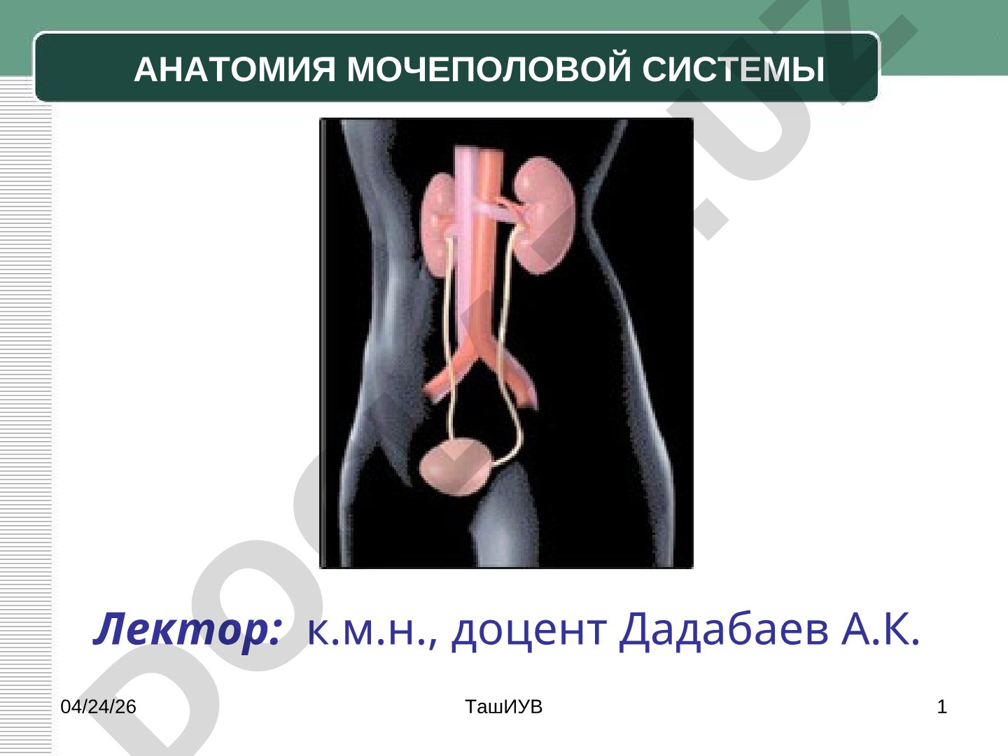 Анатомия мочеполовой системы