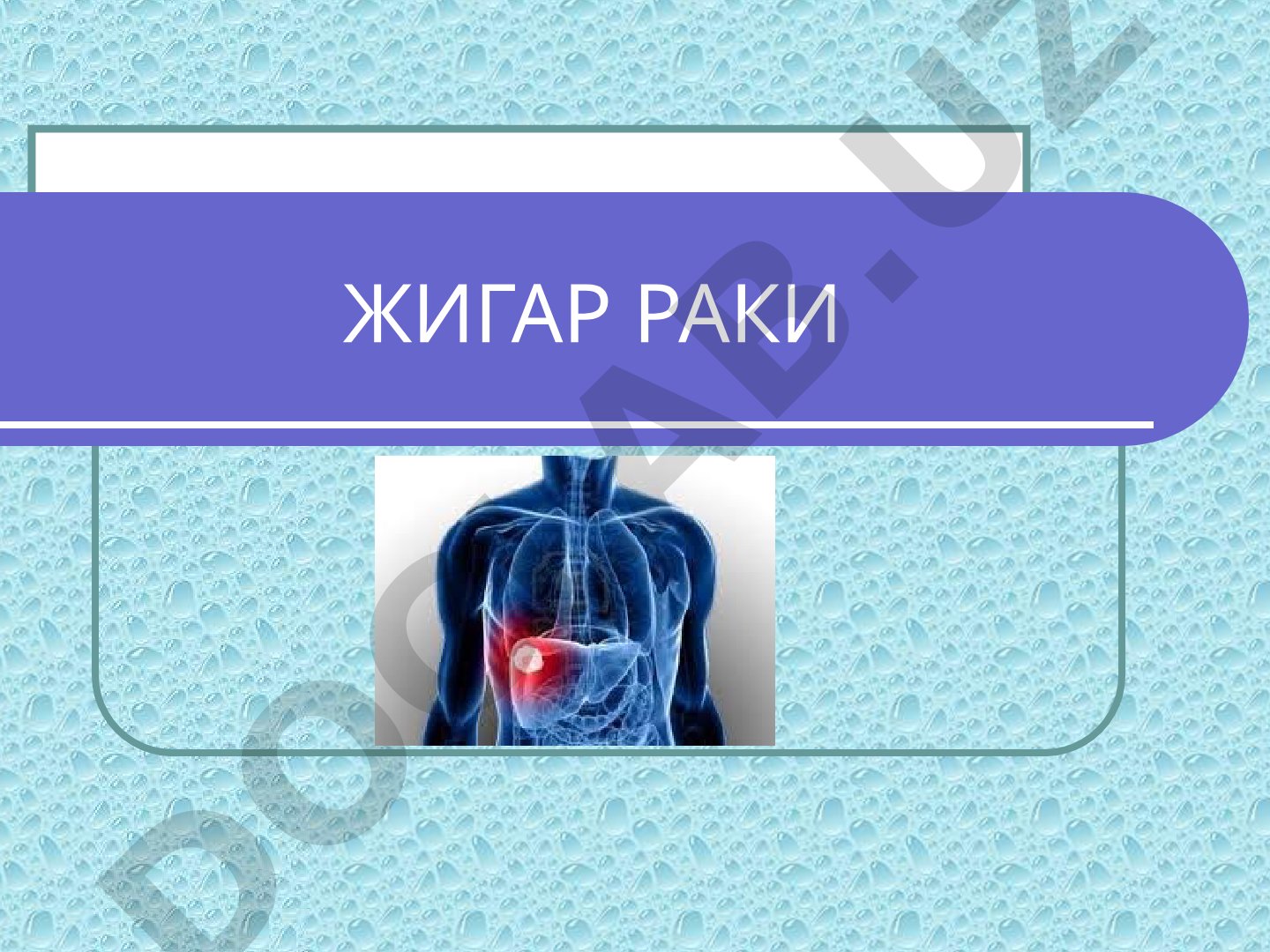 Жигар раки анатомияси
