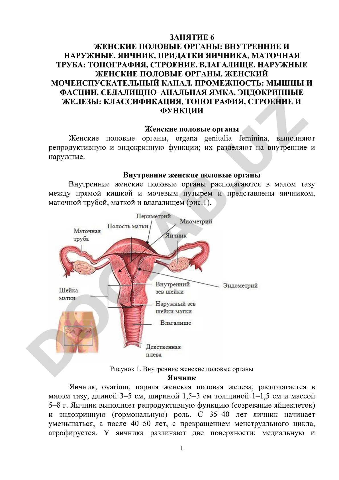Женские половые органы: внутренние и наружные, яичник, маточная труба, влагалище