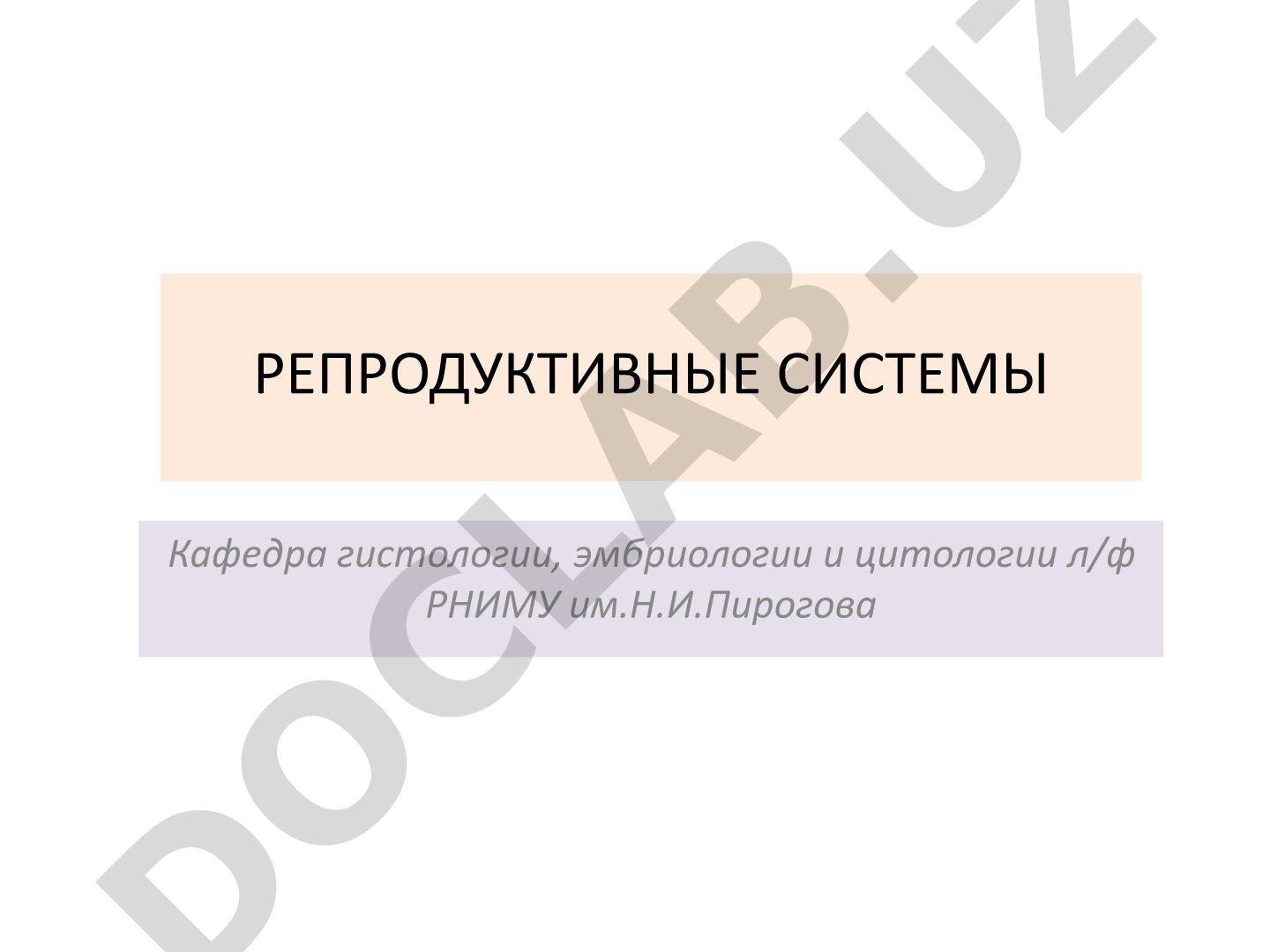 Мужская половая система: яичко и его придаток
