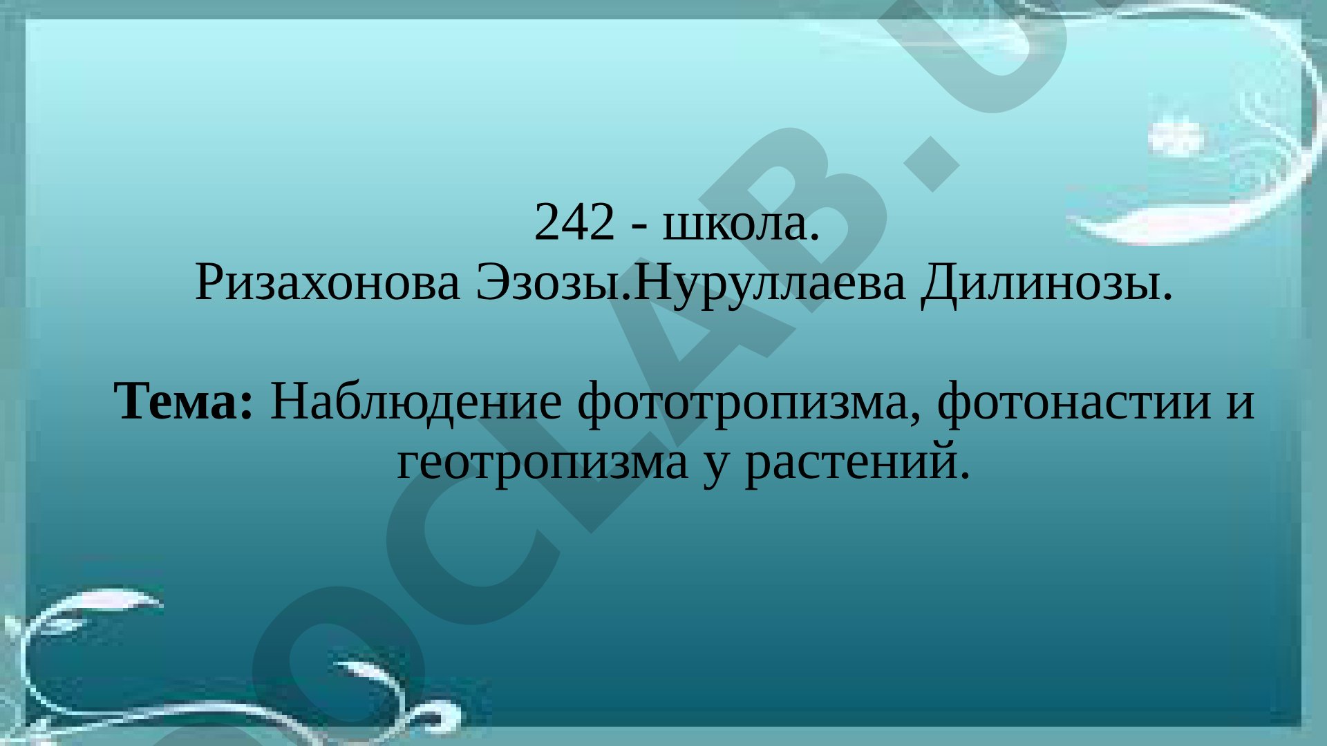 Наблюдение фототропизма, фотонастии и геотропизма у растений