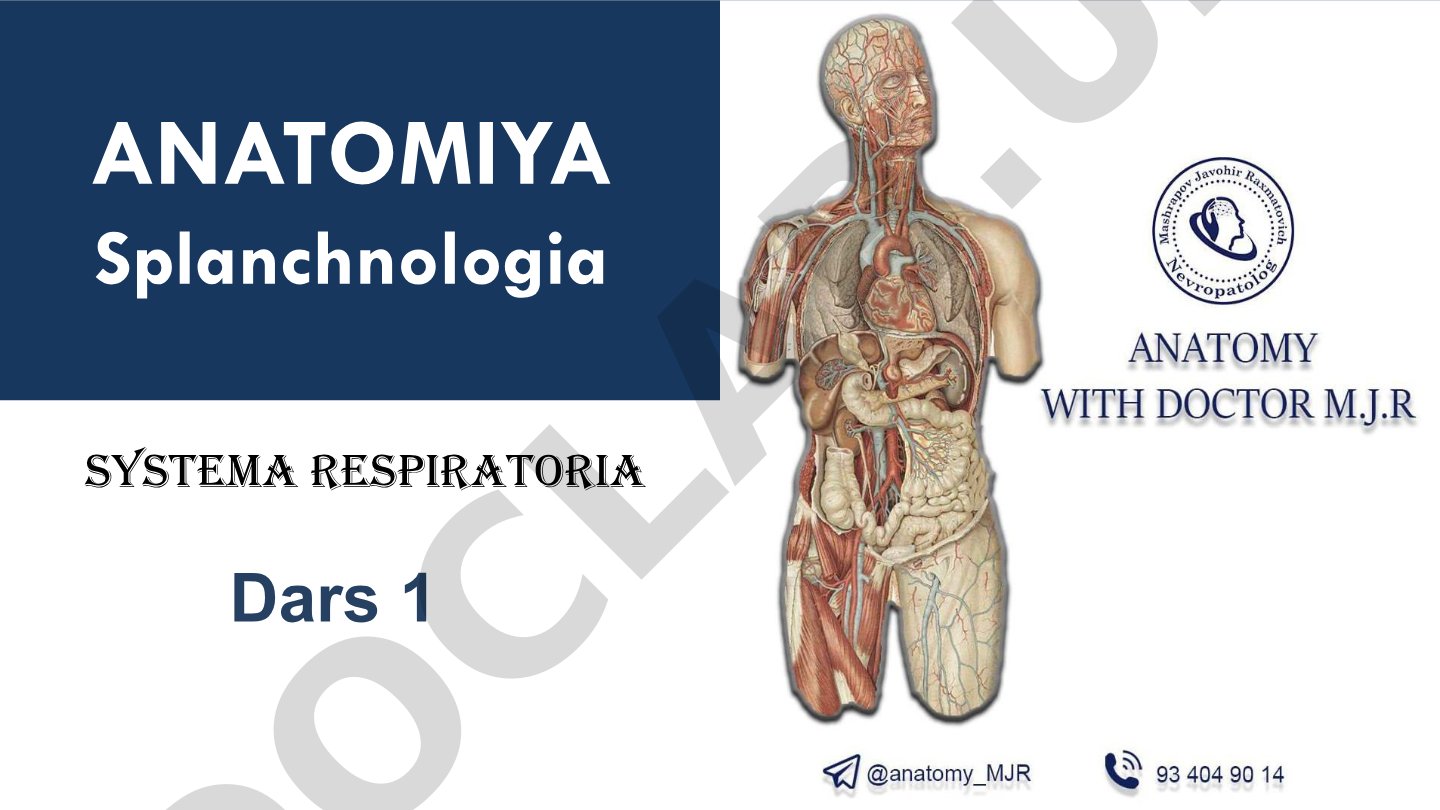 Systema respiratoria anatomiyasi
