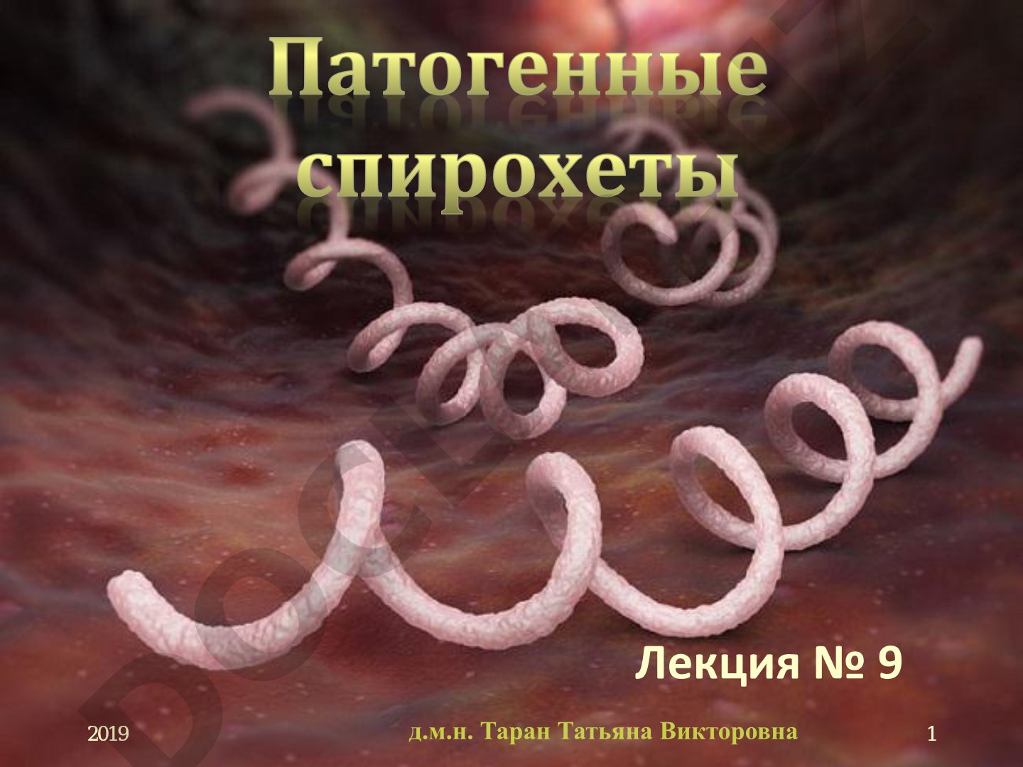 Спирохеты – порядок Spirochaetales: классификация и характеристика