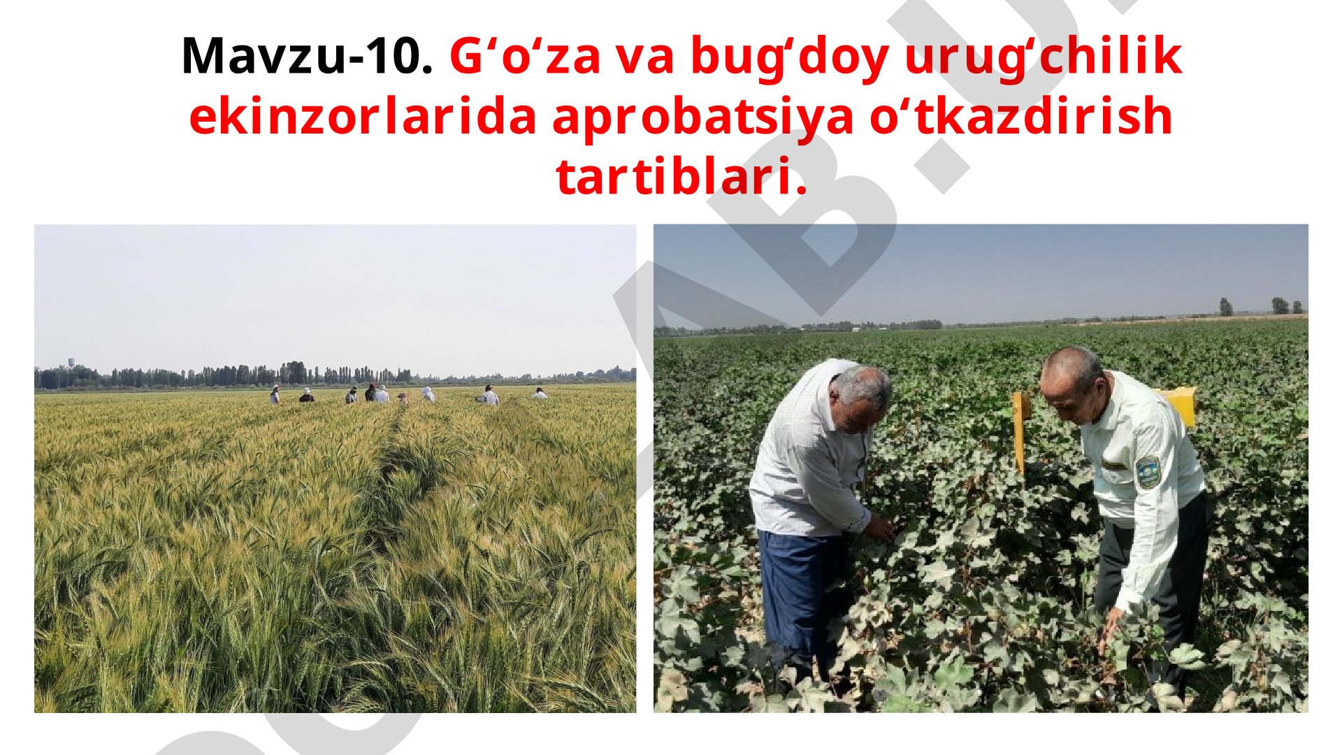 G‘o‘za va bug‘doy urug‘chilik ekinzorlarida aprobatsiya o‘tkazdirish tartiblari