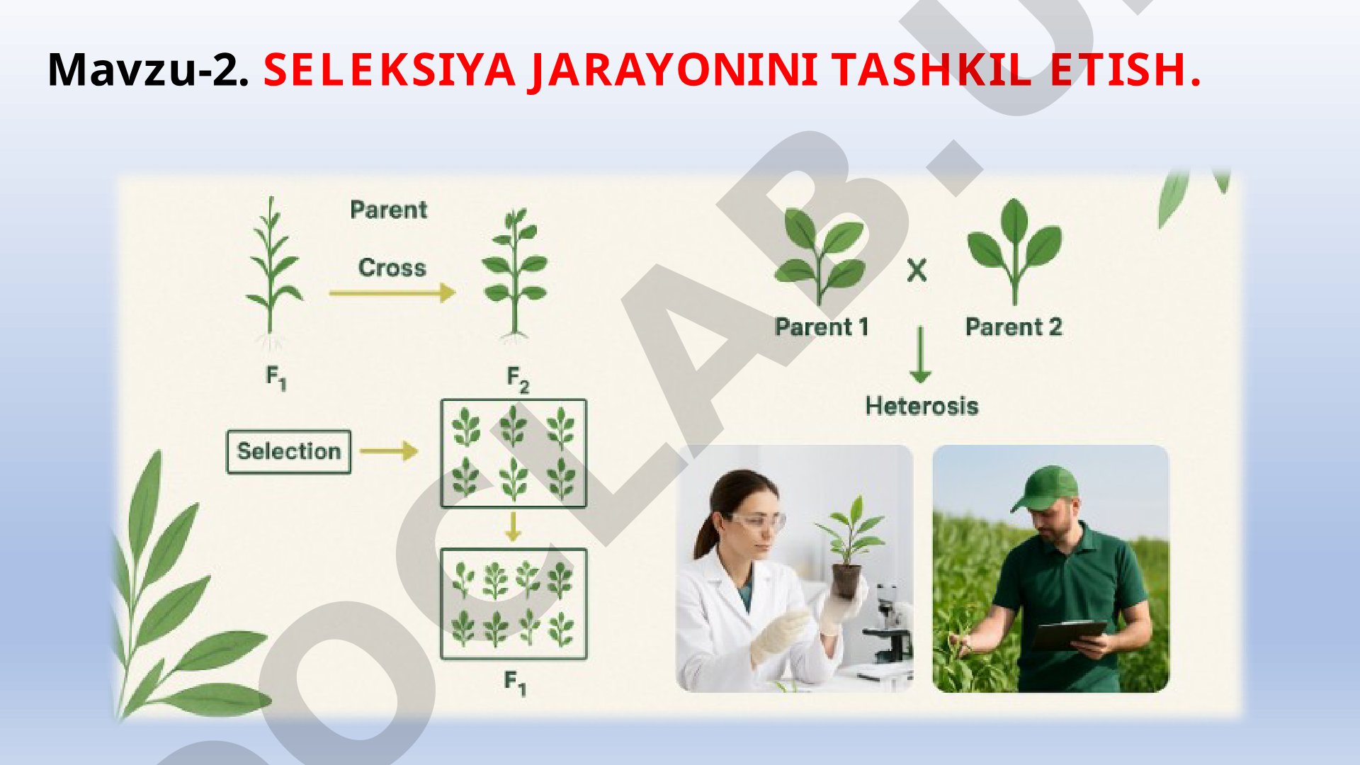 Seleksiya jarayonini tashkil etish