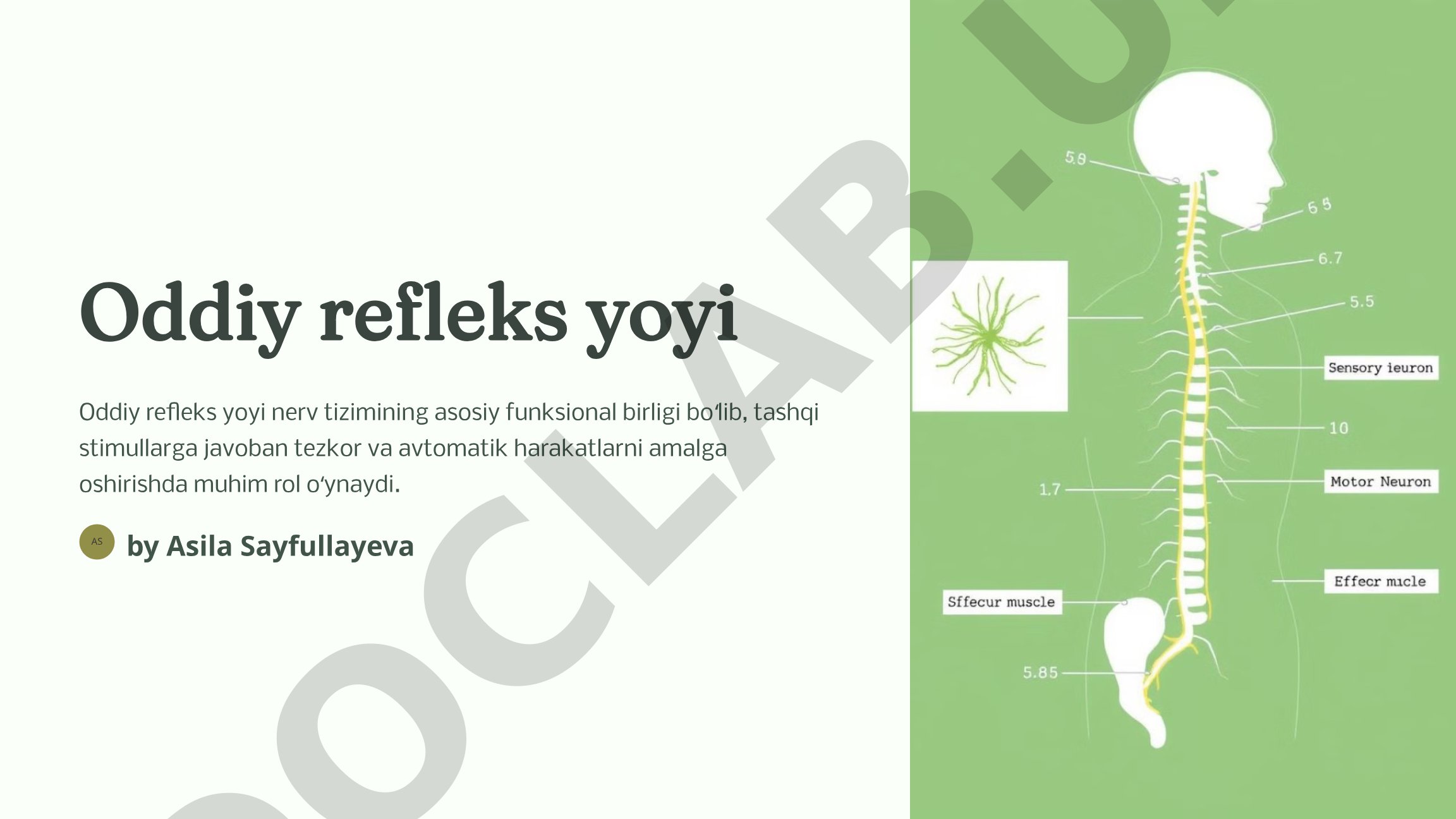 Oddiy refleks yoyi va nerv tizimi