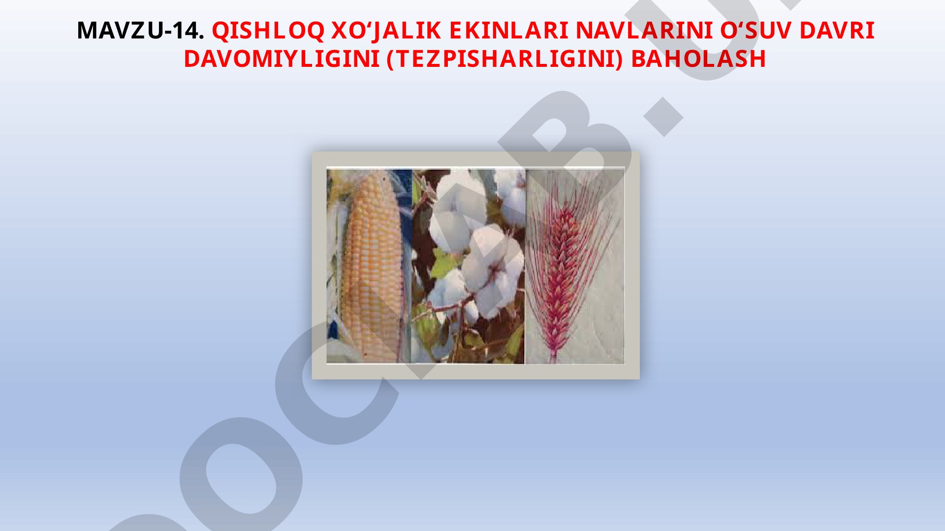 Qishloq xo‘jalik ekinlari navlarini o‘suv davri davomiyligini (tezpisharligini) baholash