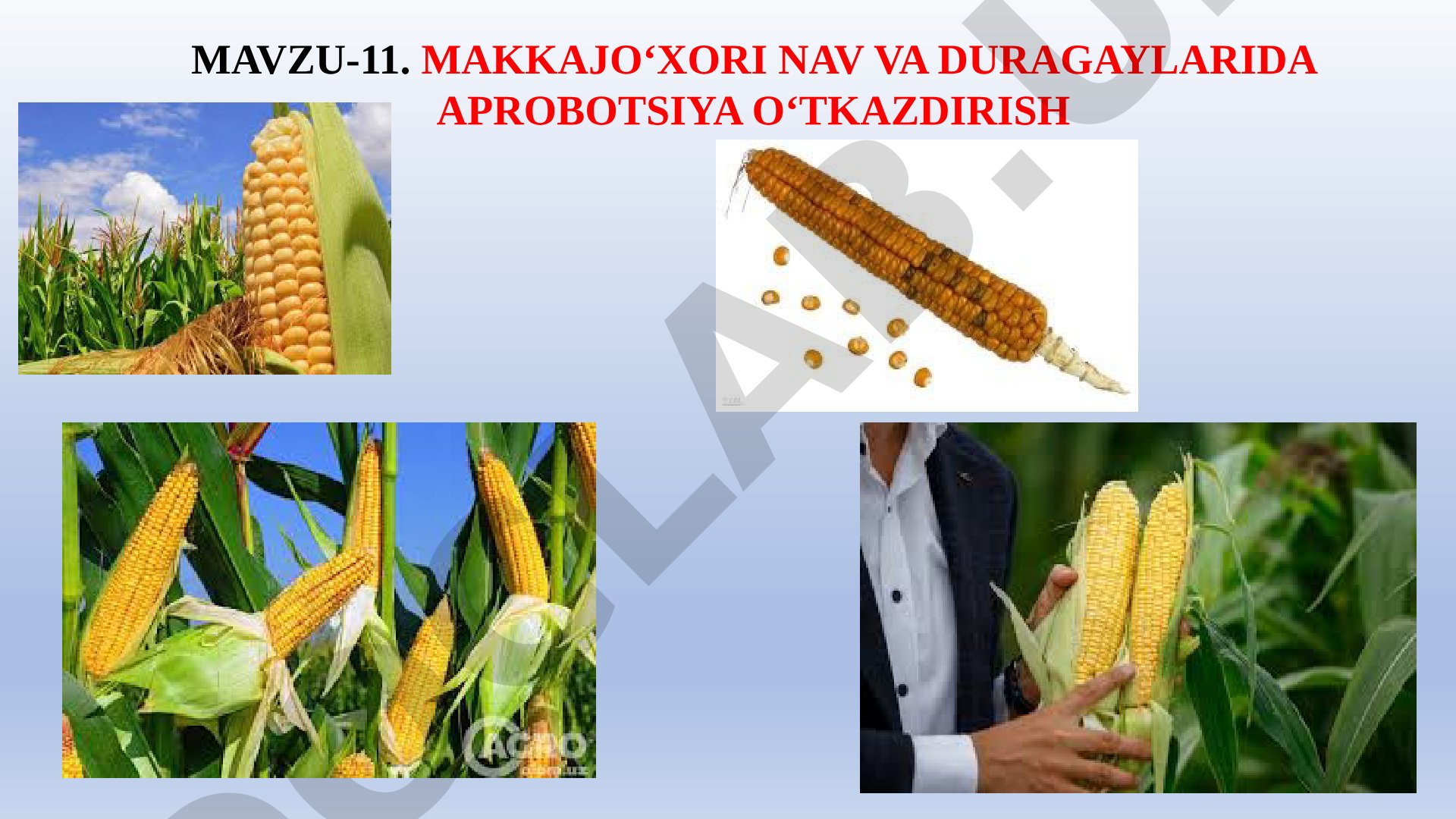 Makkajo'xori nav va duragaylarida aprobatsiya o'tkazish