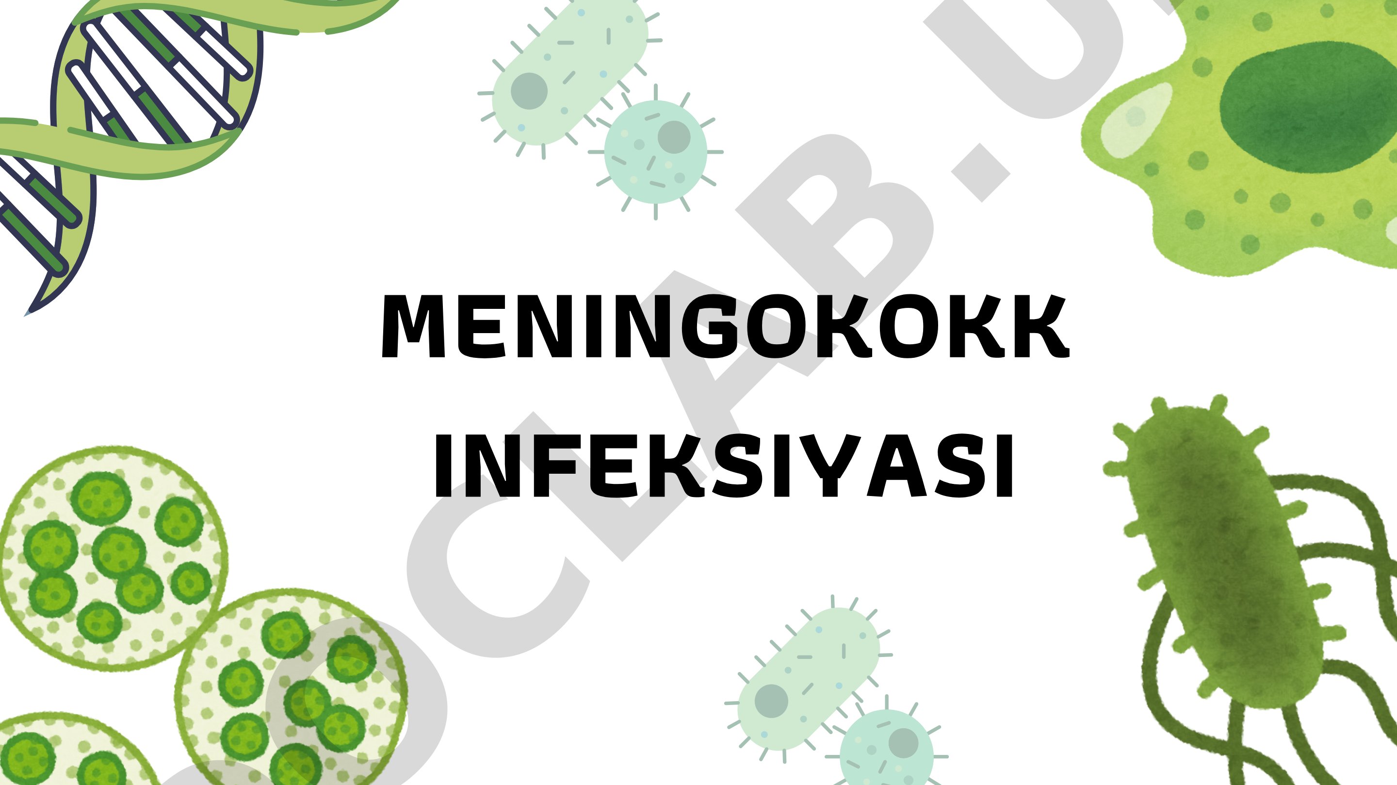 Meningokokk infeksiyasi patogenezi