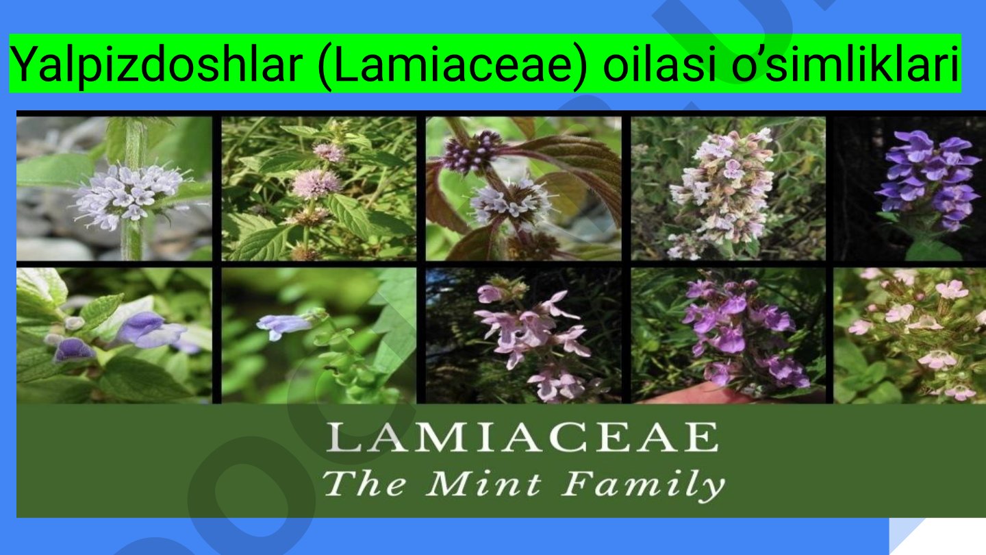 Yalpizdoshlar (Lamiaceae) oilasi o'simliklari