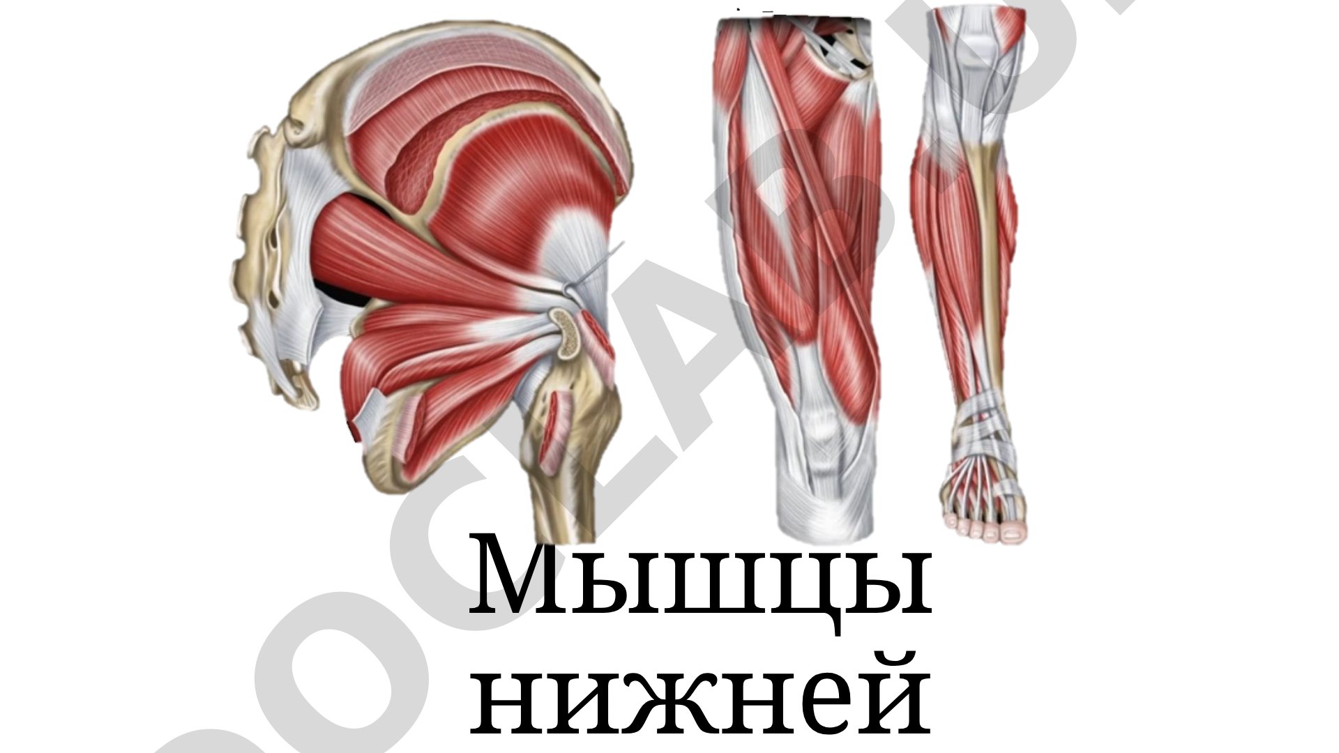 Мышцы нижний конечности