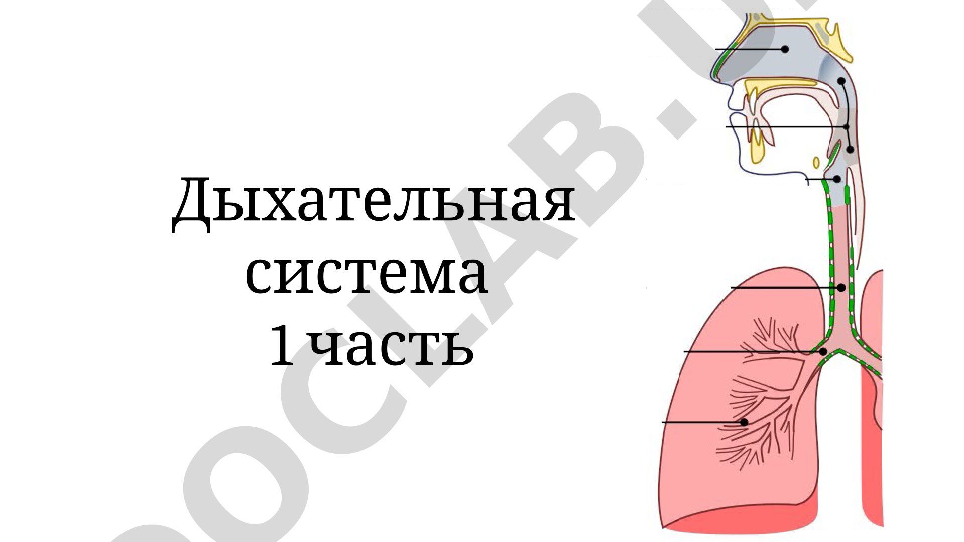Дыхательная система: гортань, хрящи и связки