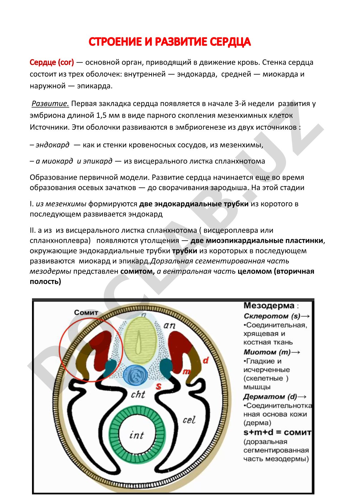 Строение и развитие сердца