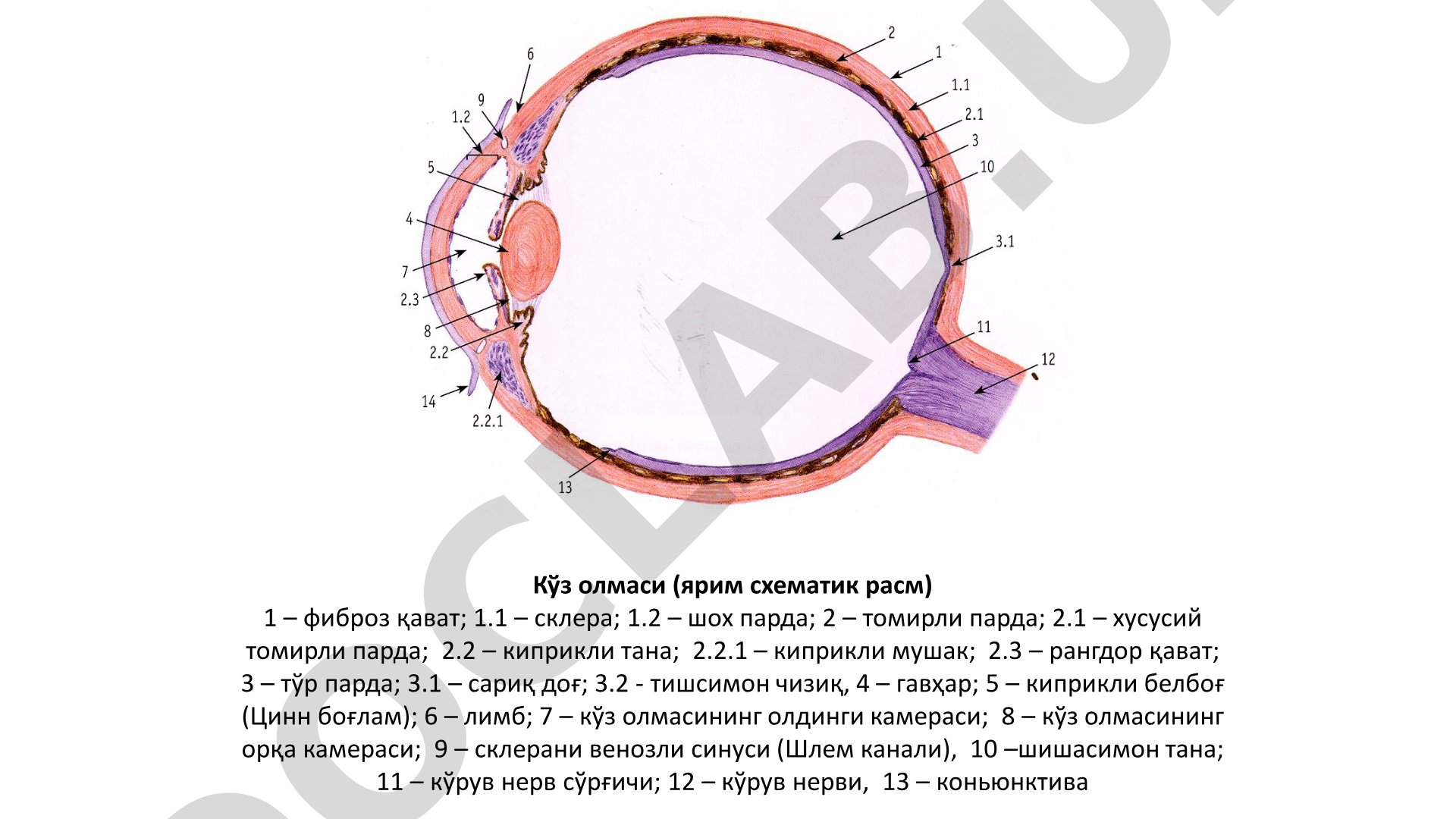 Кўз олмаси тузилиши