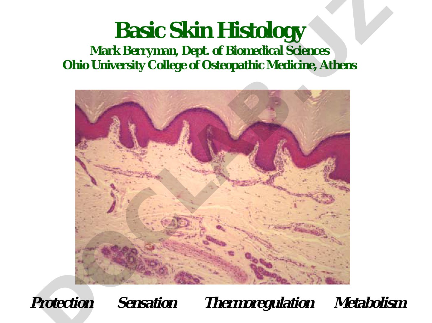 Basic Skin Histology