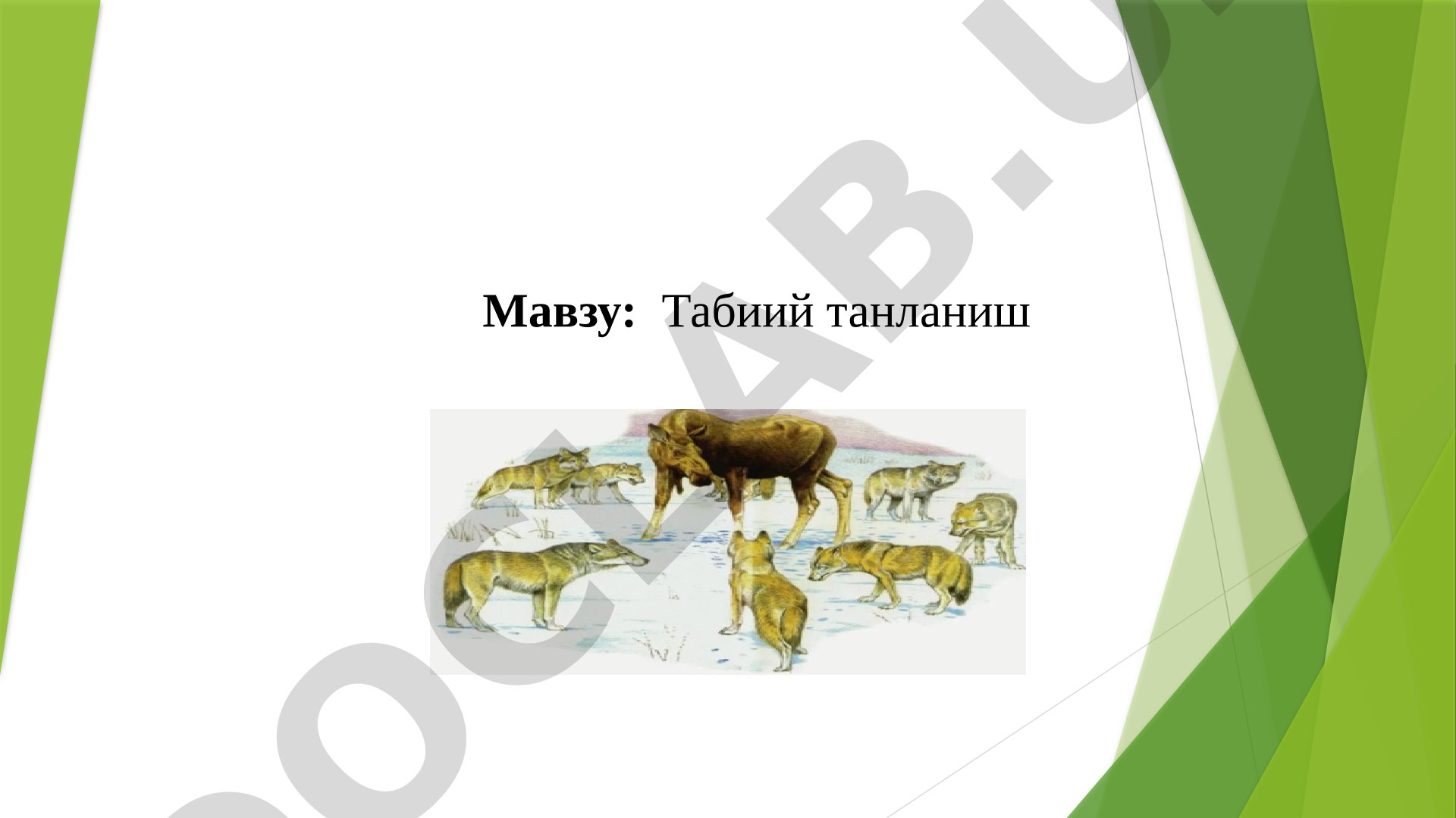 Табиий танланиш