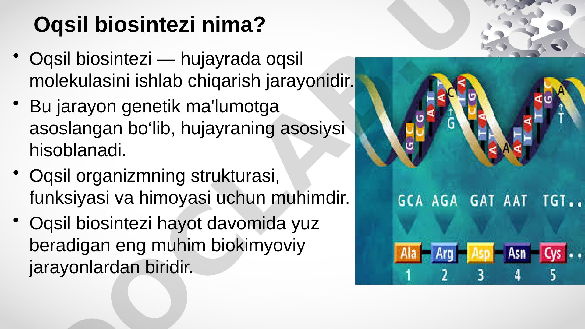 Oqsil biosintezi jarayoni