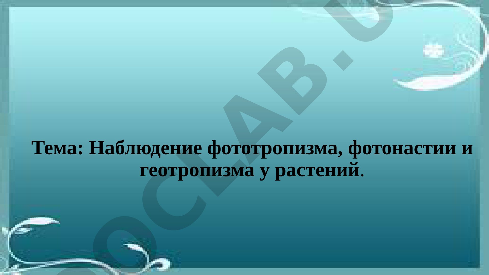 Наблюдение фототропизма, фотонастии и геотропизма у растений