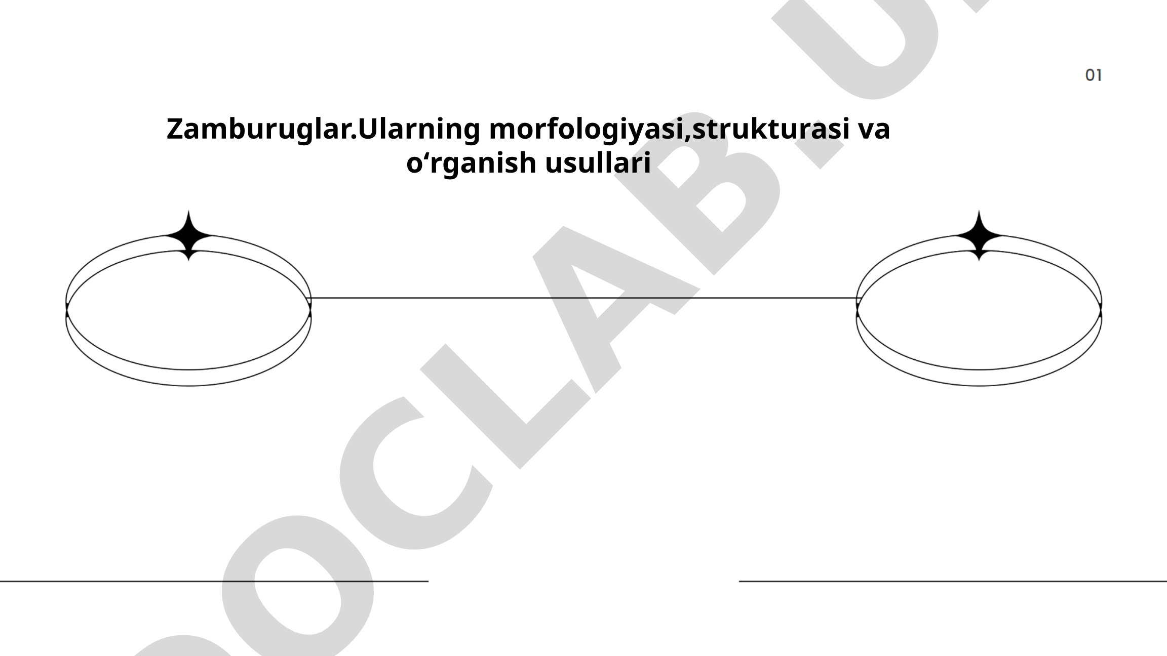 Zamburuglarning morfologiyasi, strukturasi va o'rganish usullari