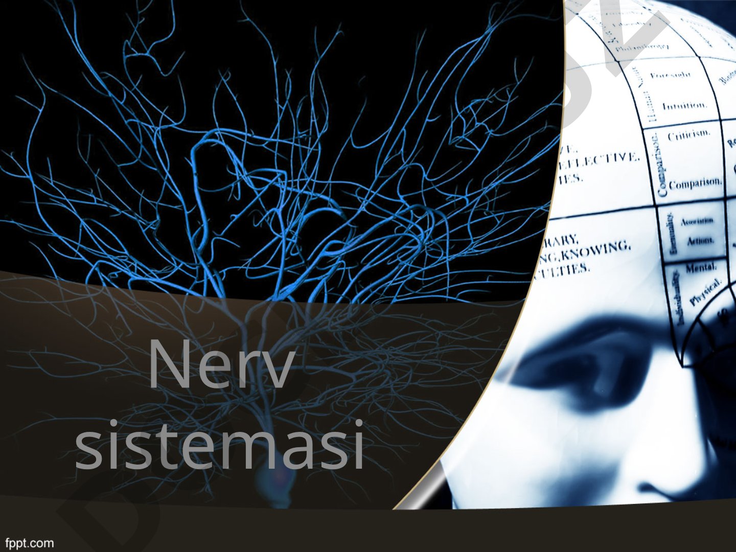 Nerv sistemasi funksiyalari va tuzilishi