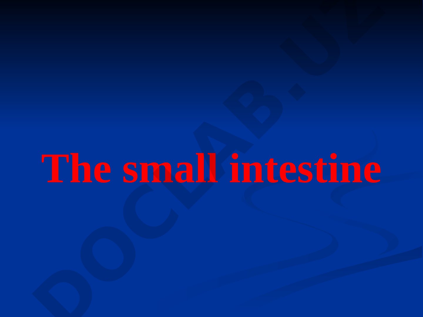 The small intestine: functions, secretion, and absorption