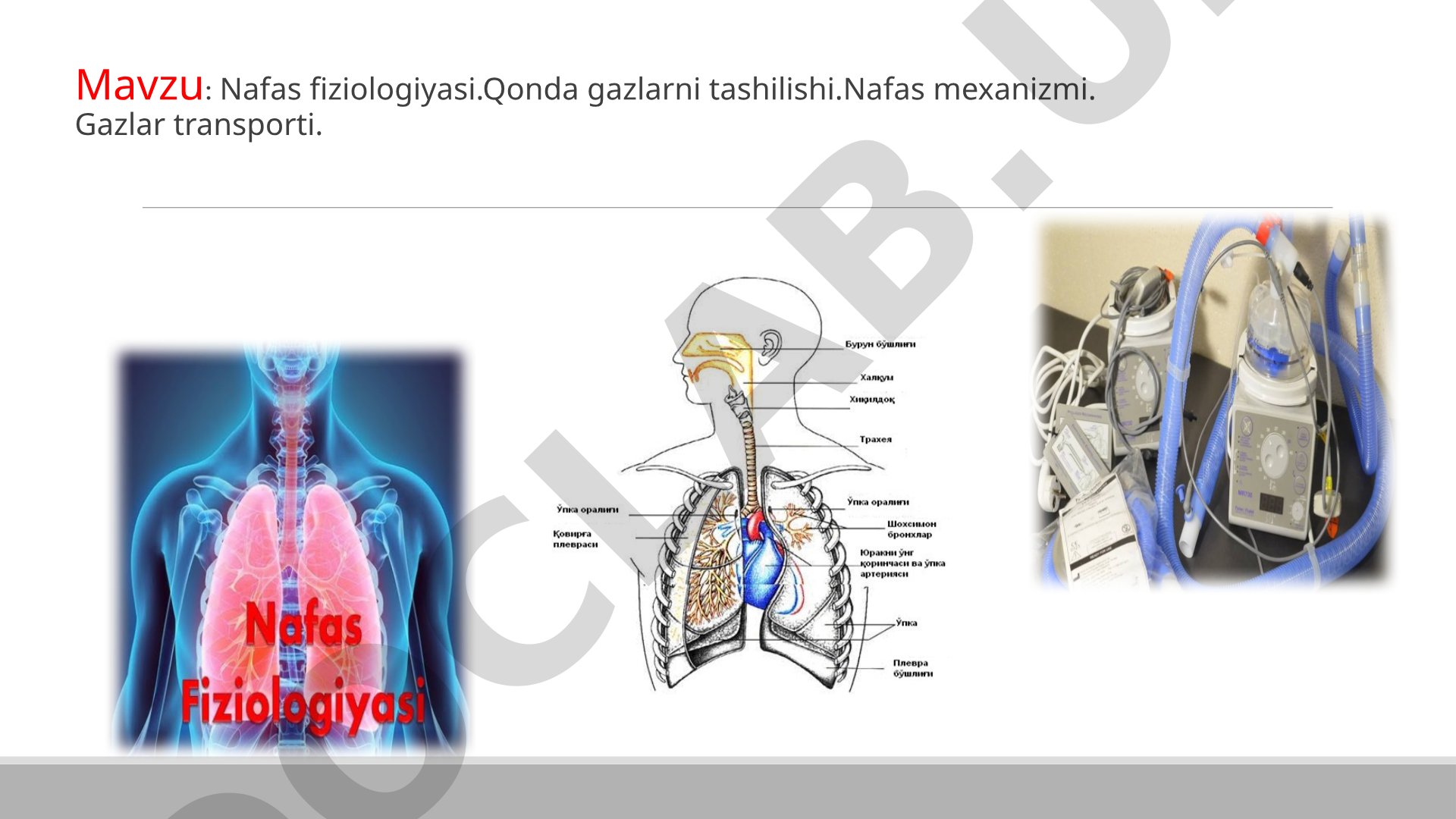 Nafas fiziologiyasi. Qonda gazlarni tashilishi. Nafas mexanizmi. Gazlar transporti