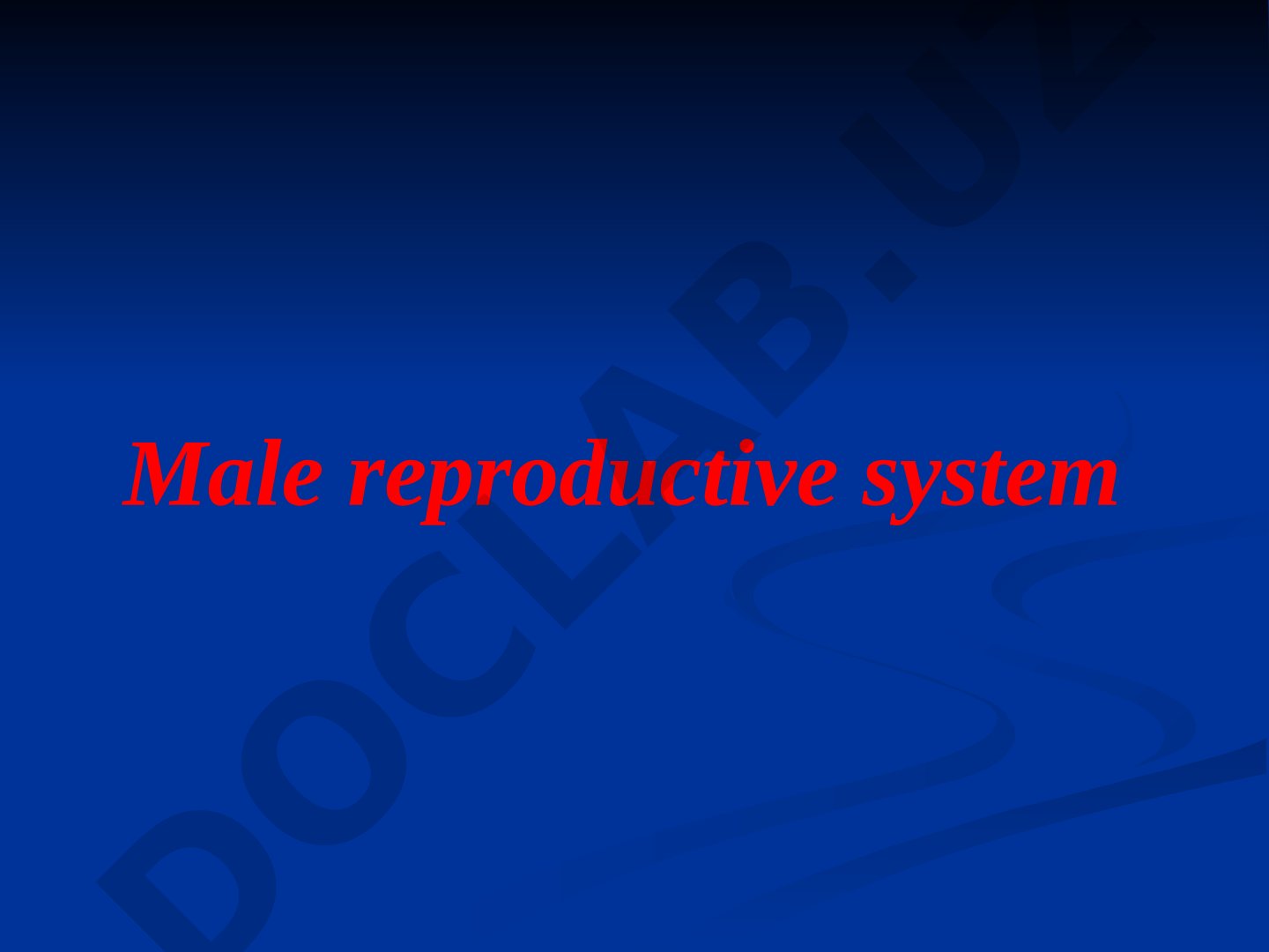 Male reproductive system