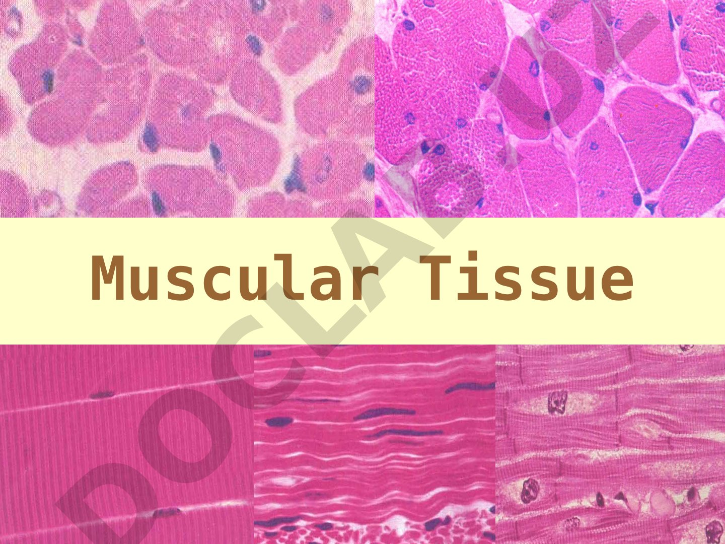 Muscular Tissue