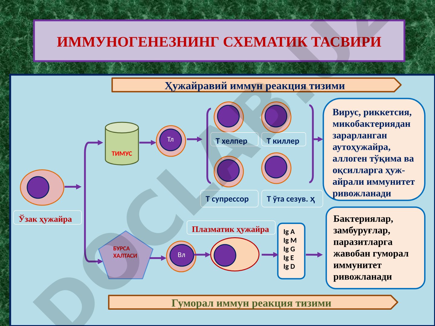 Иммуногенезнинг схематик тасвири