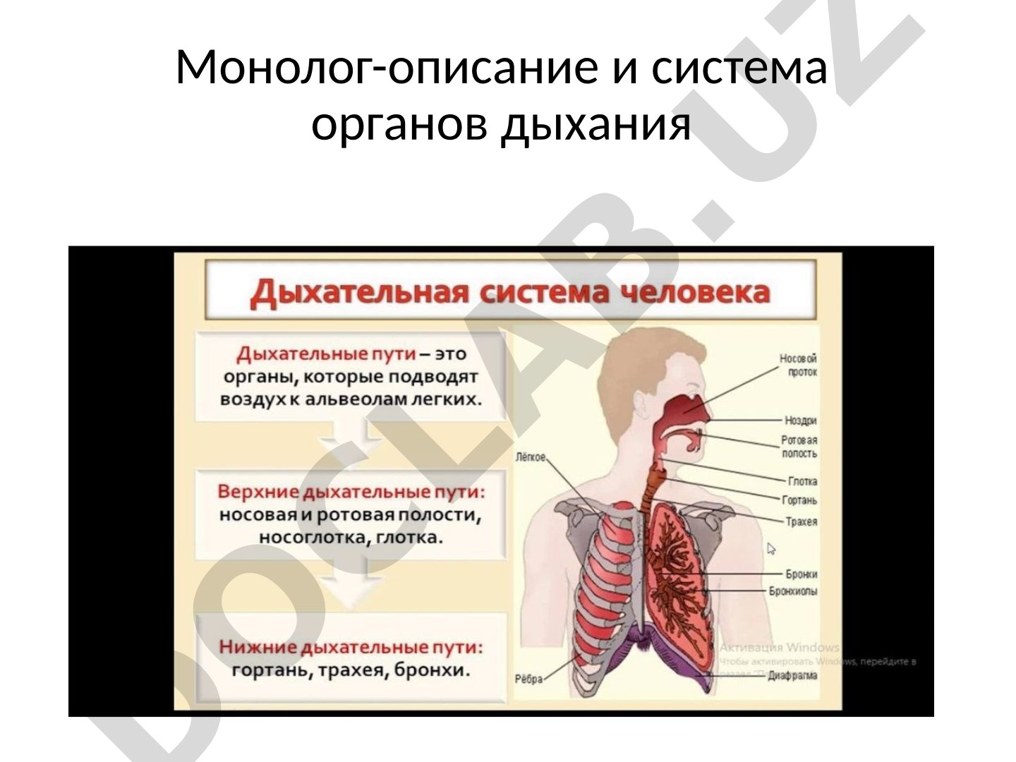 Монолог-описание и система органов дыхания