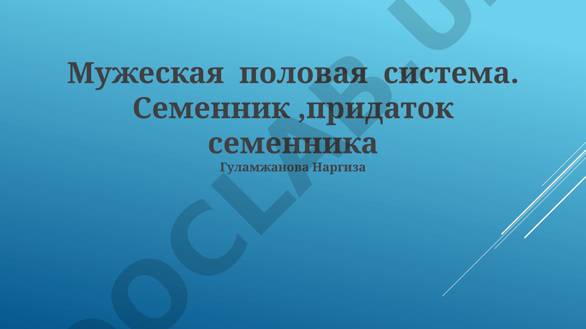 Мужская половая система: семенник и придаток семенника