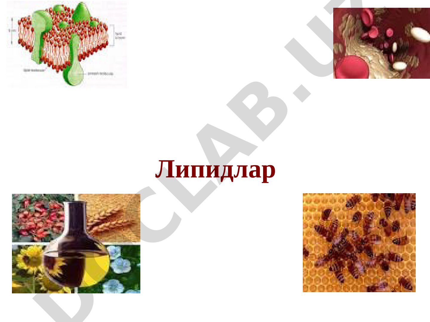 Липидлар: таърифи, классификацияси ва вазифалари