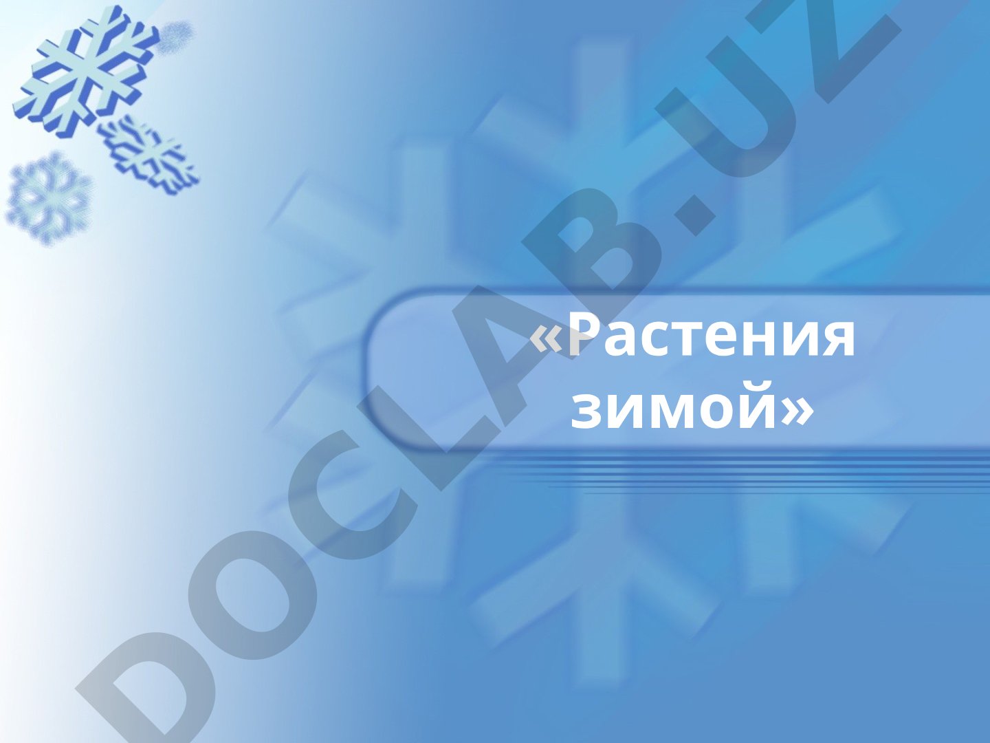Наблюдения за растениями зимой на Камчатке, их приспособления к холоду