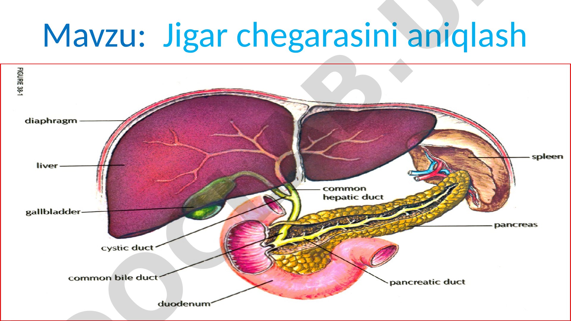 Jigar chegarasini aniqlash: Kurlov usuli bo'yicha perkussiya